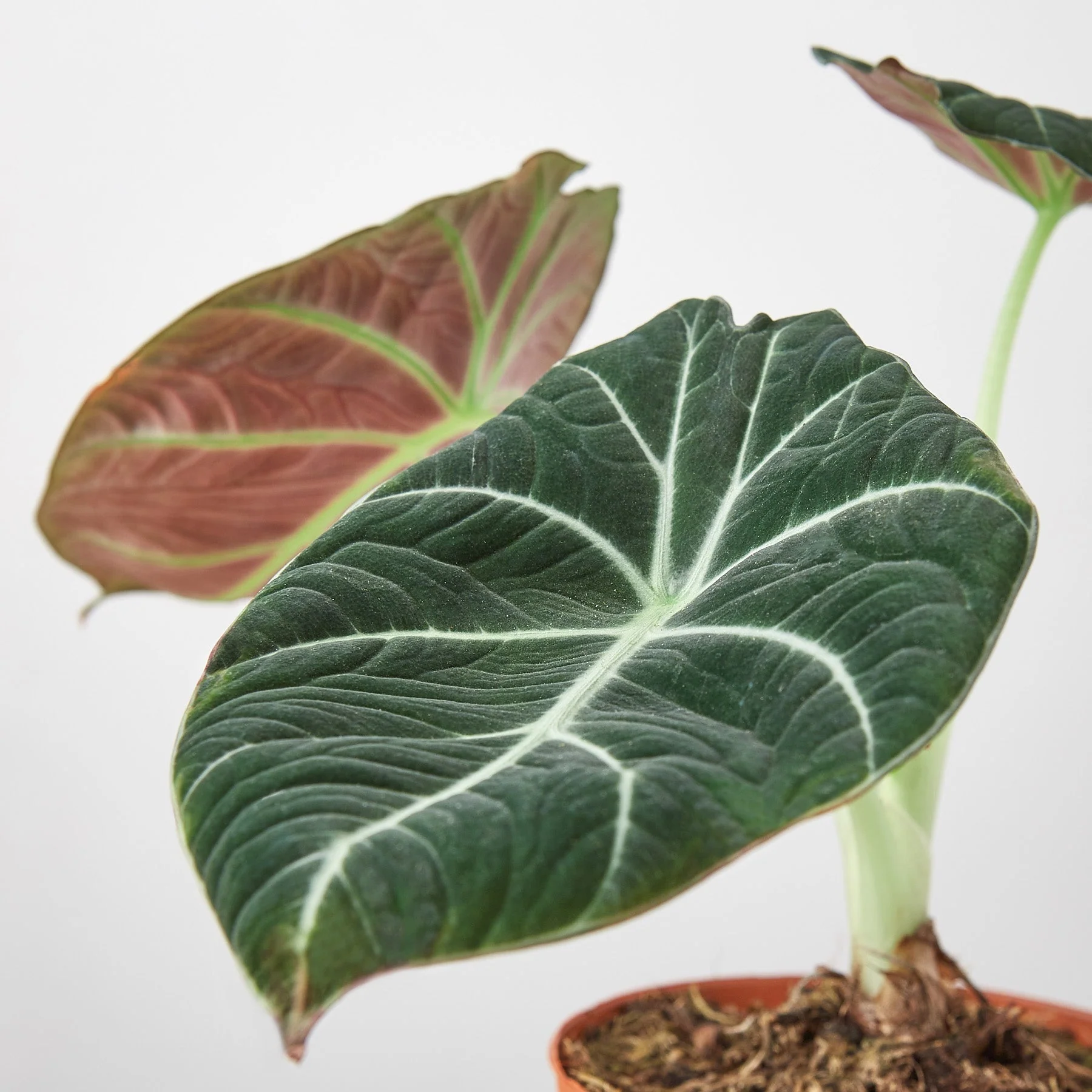 Alocasia Reginula 'Black Velvet' - Image 2