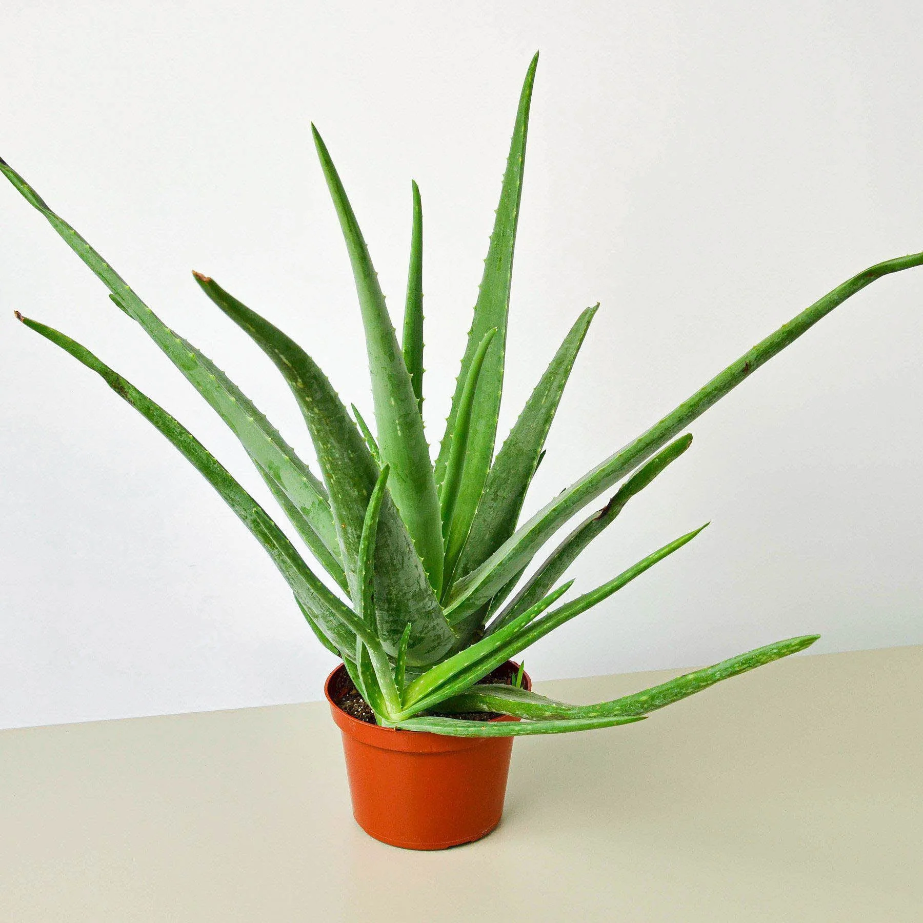 Aloe Vera - Image 6