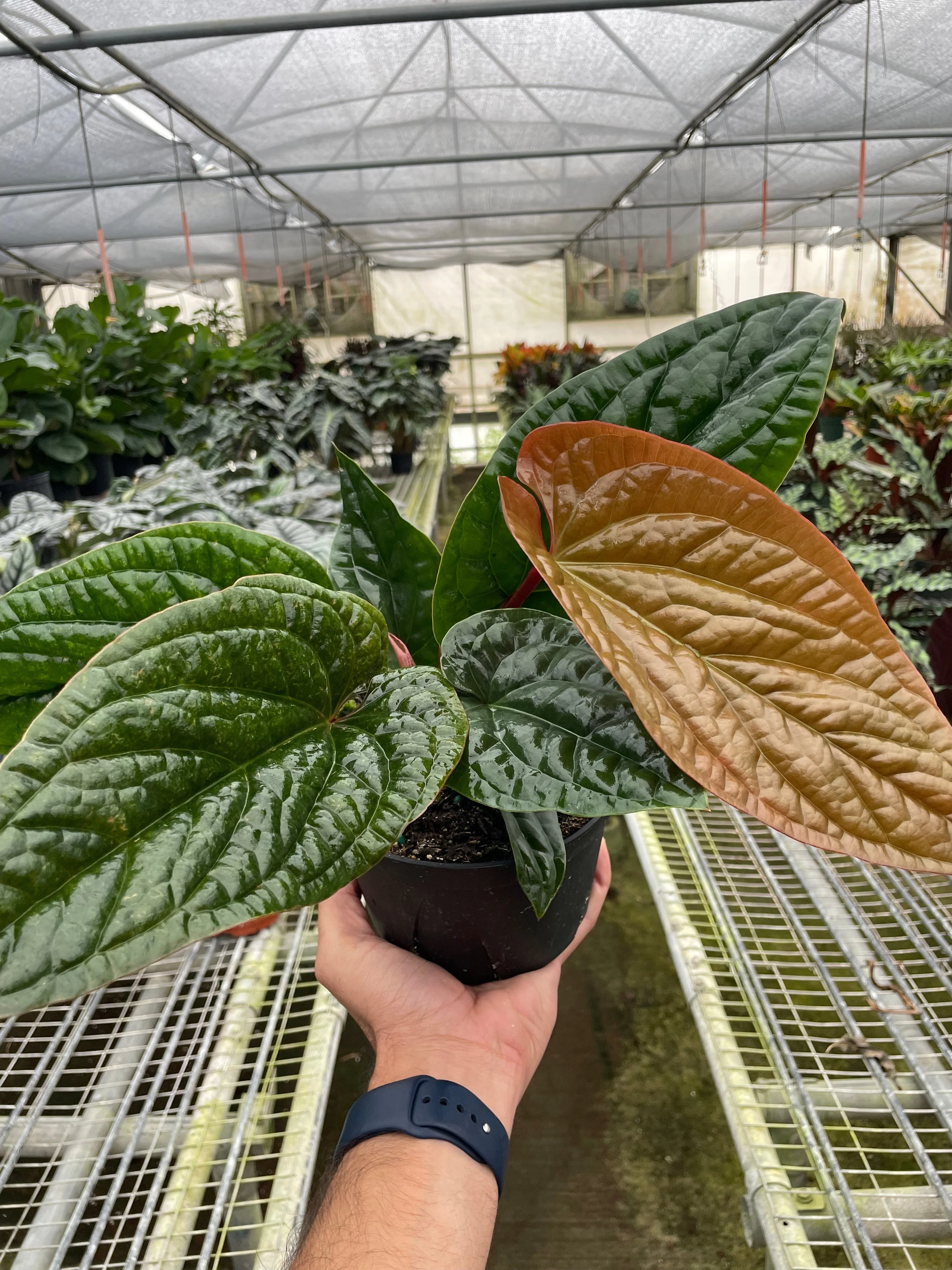 Anthurium 'Radicans x Luxurians' - Image 4