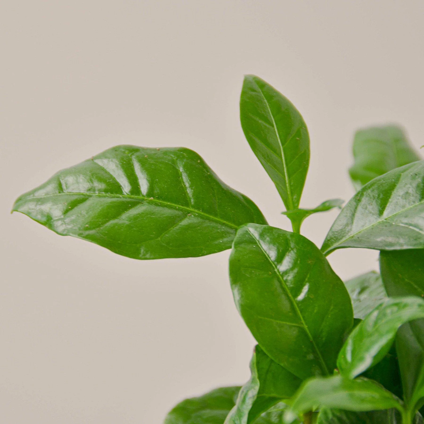 Arabica Coffee - Image 2