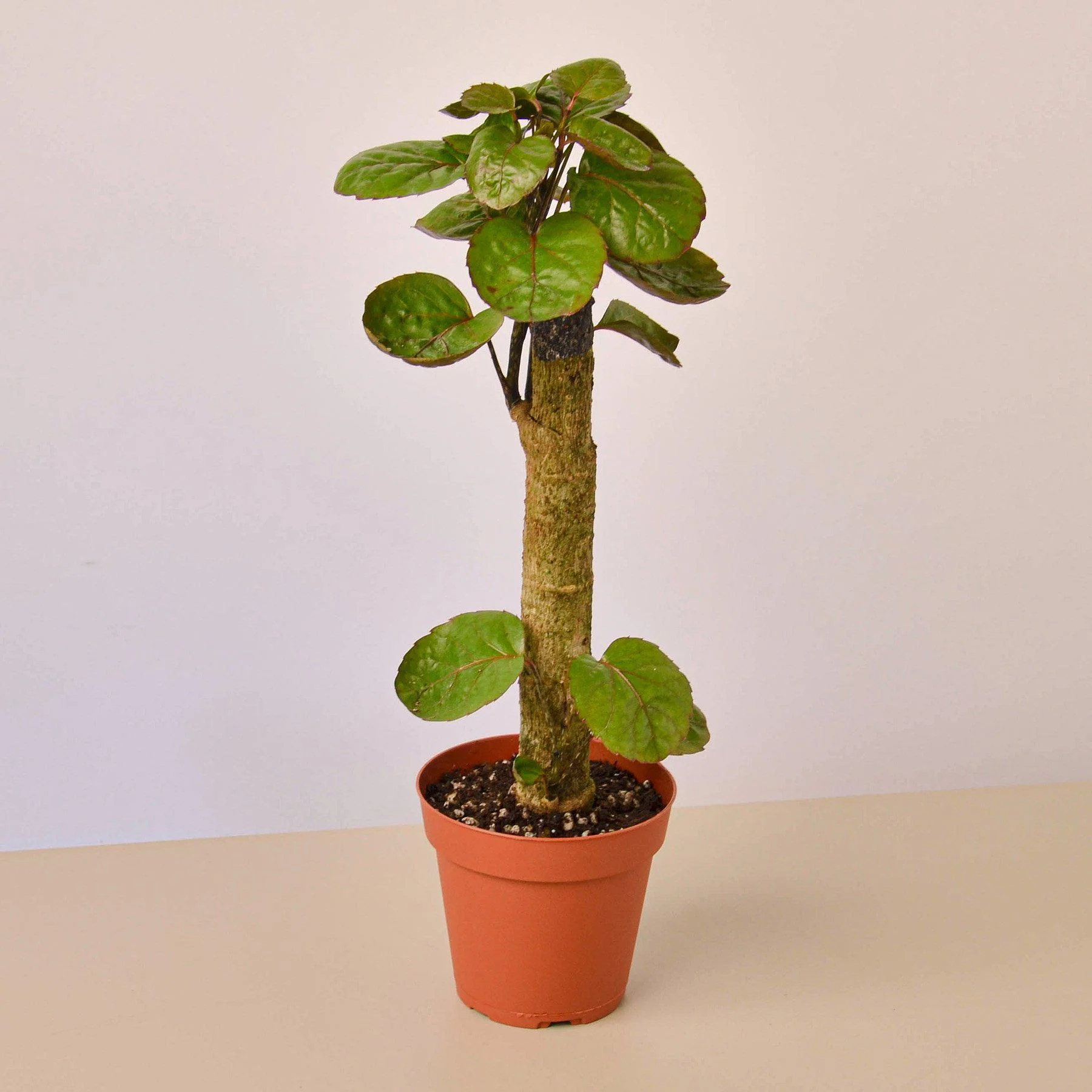 Aralia Fabian Stump 'Polyscias Scutellaria' - Image 3