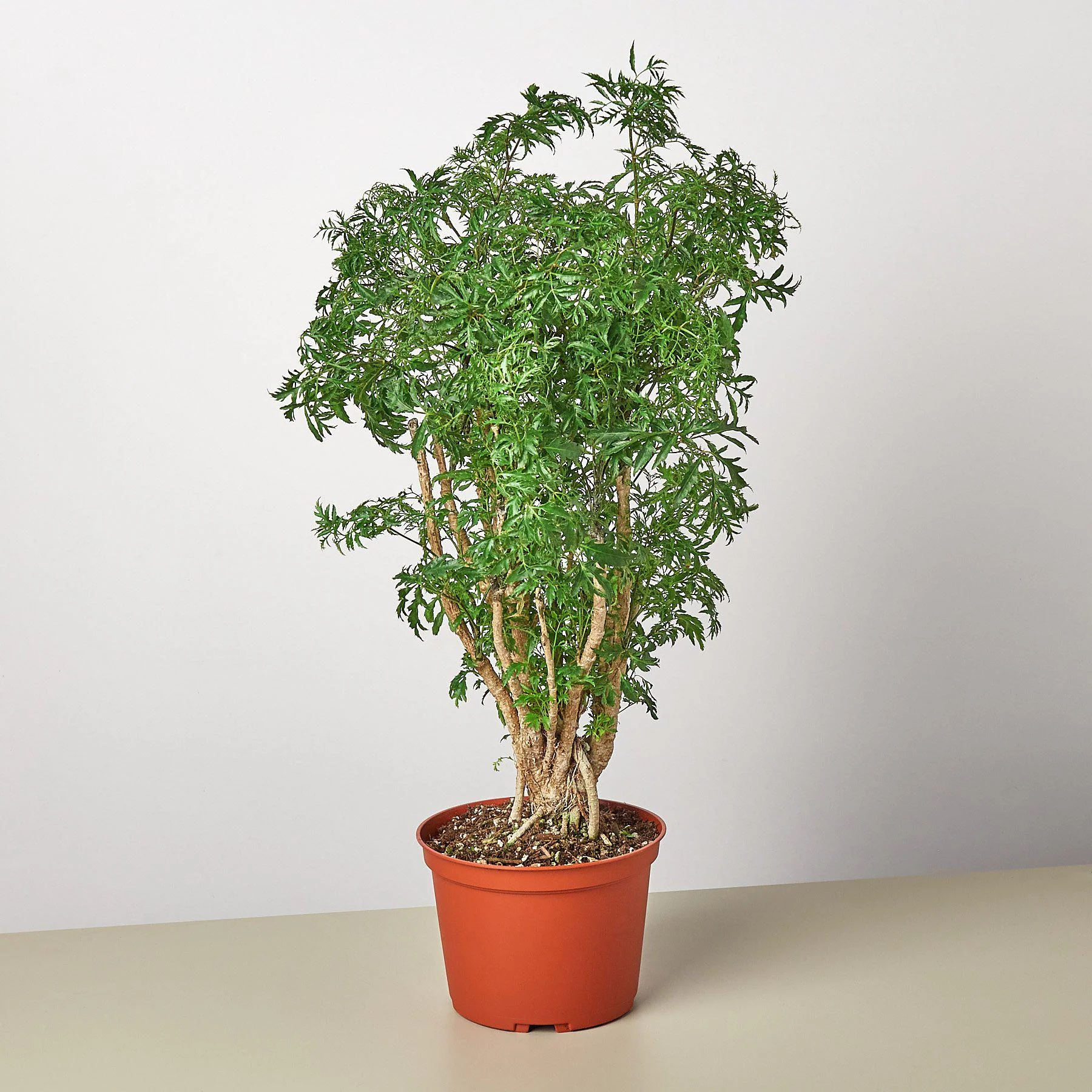 Aralia 'Ming Stump Plant'