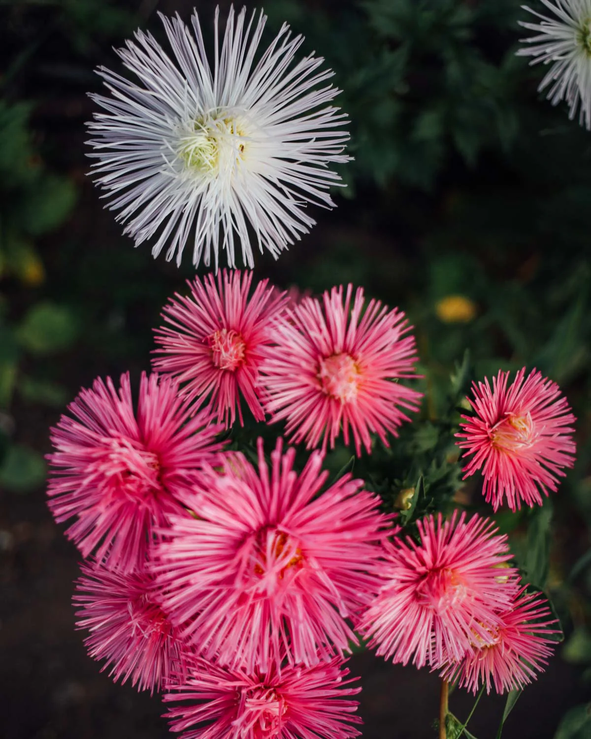 Aries Seed Bundle - Image 16