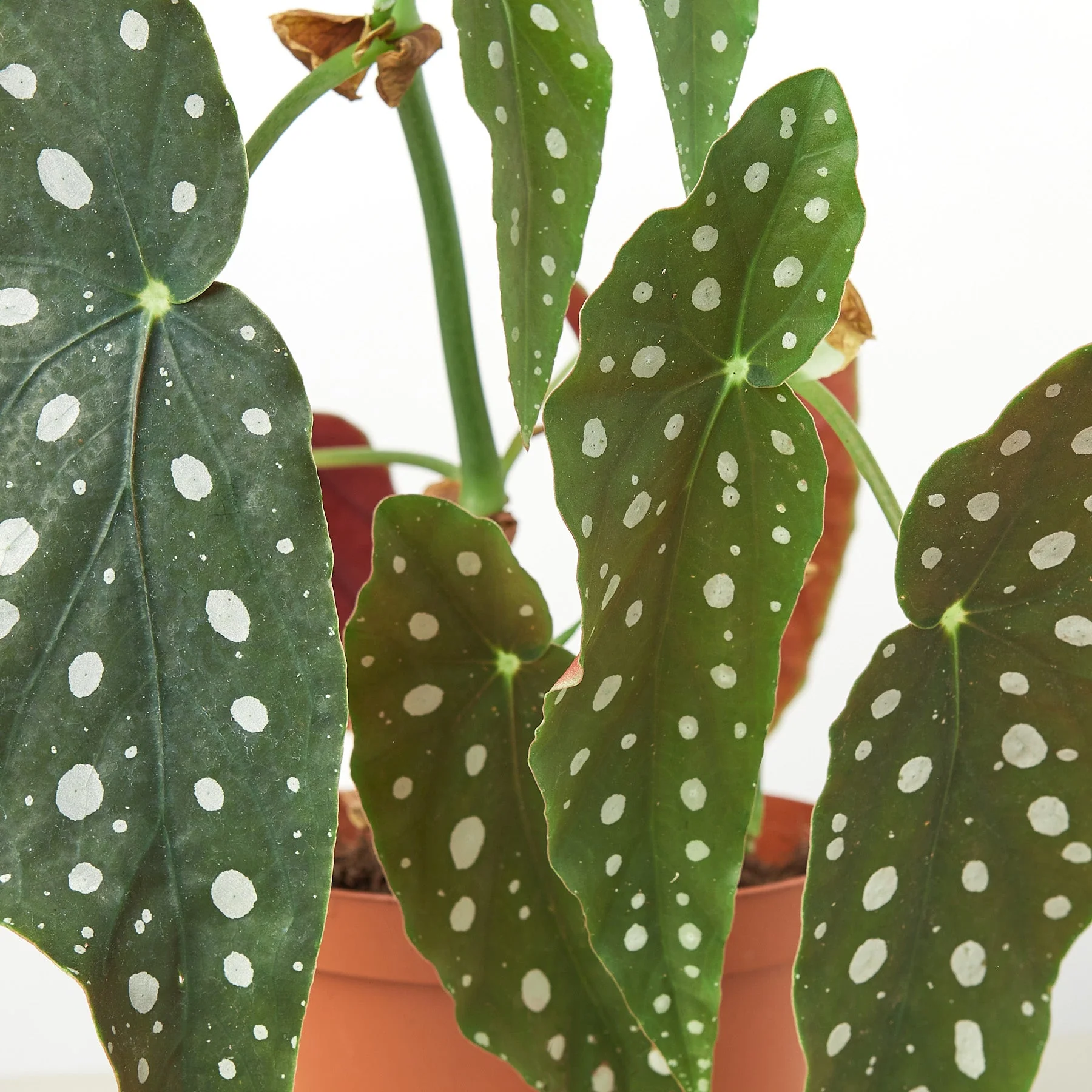 Begonia 'Maculata' - Image 4