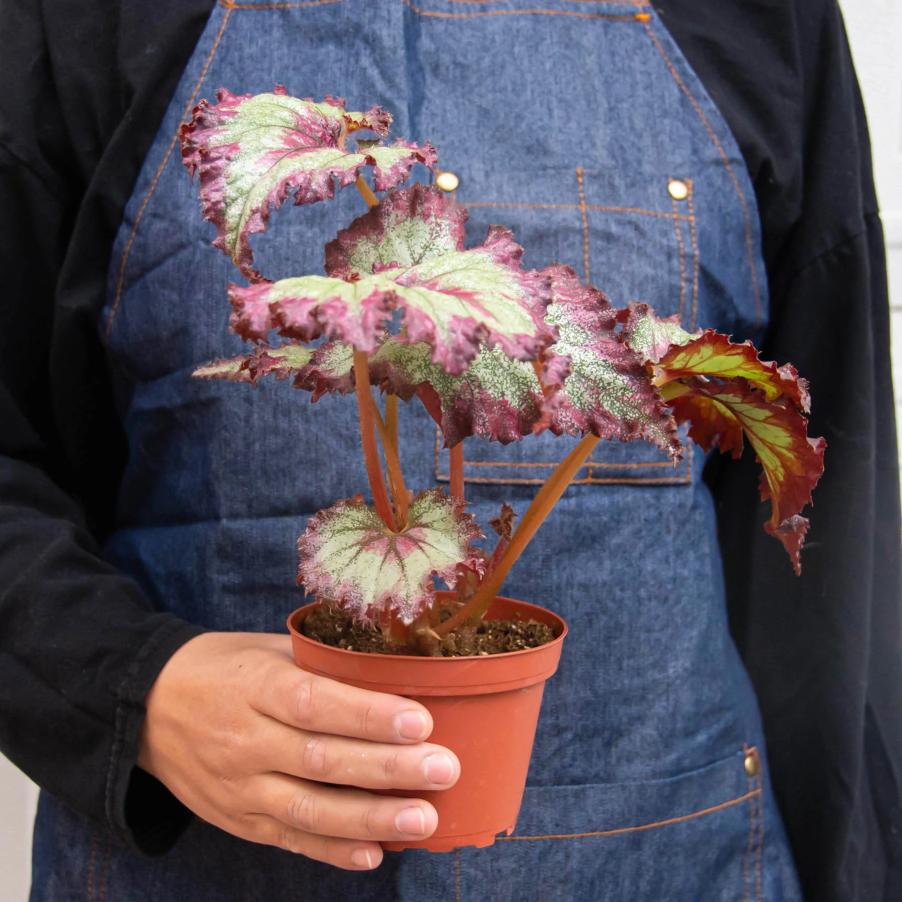 Begonia 'Rex' - 4 Pack Variety - Image 7