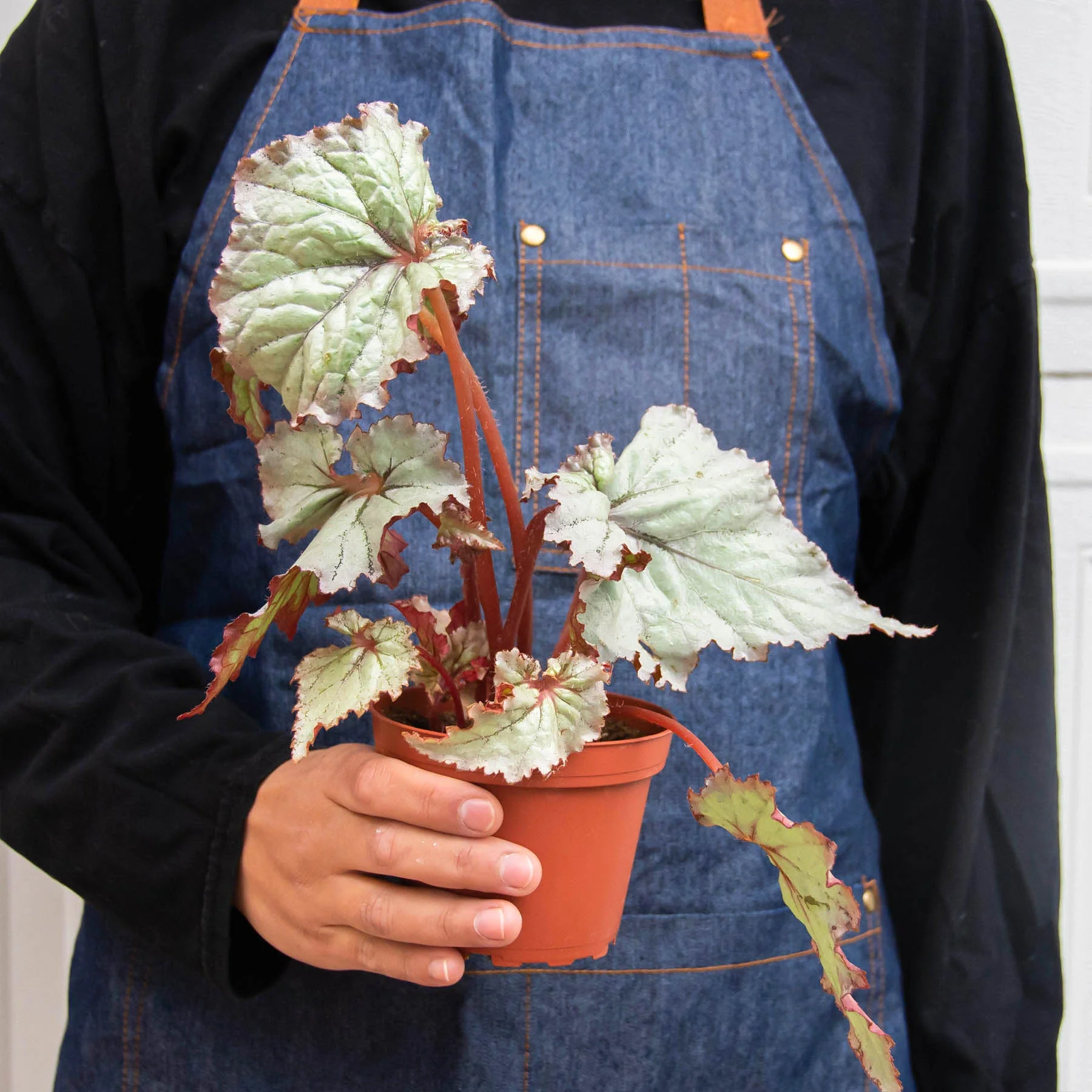 Begonia 'Rex' - 4 Pack Variety - Image 9
