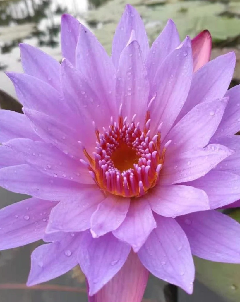 Blue Lotus Tea - Image 4