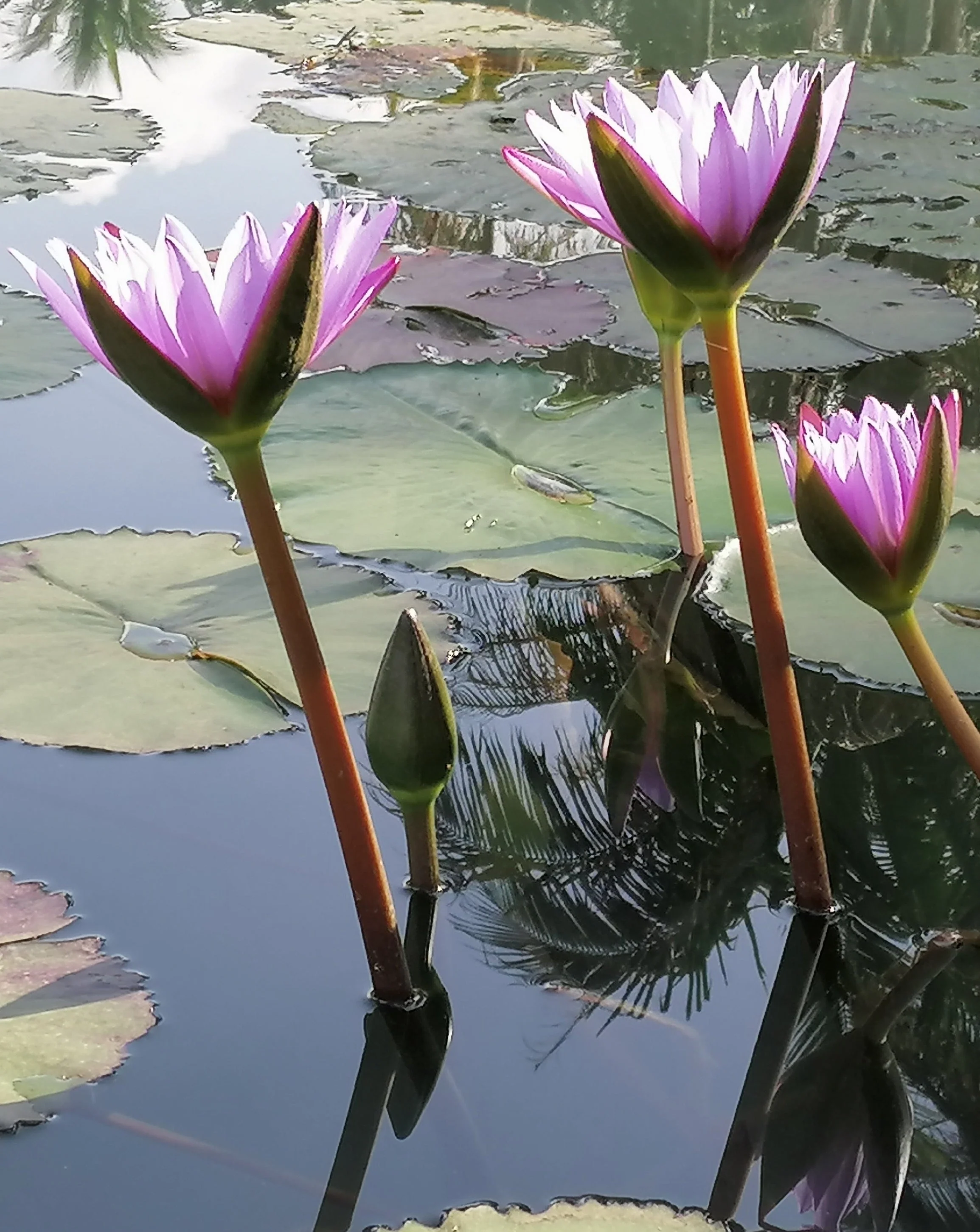 Blue Lotus Tea - Image 5