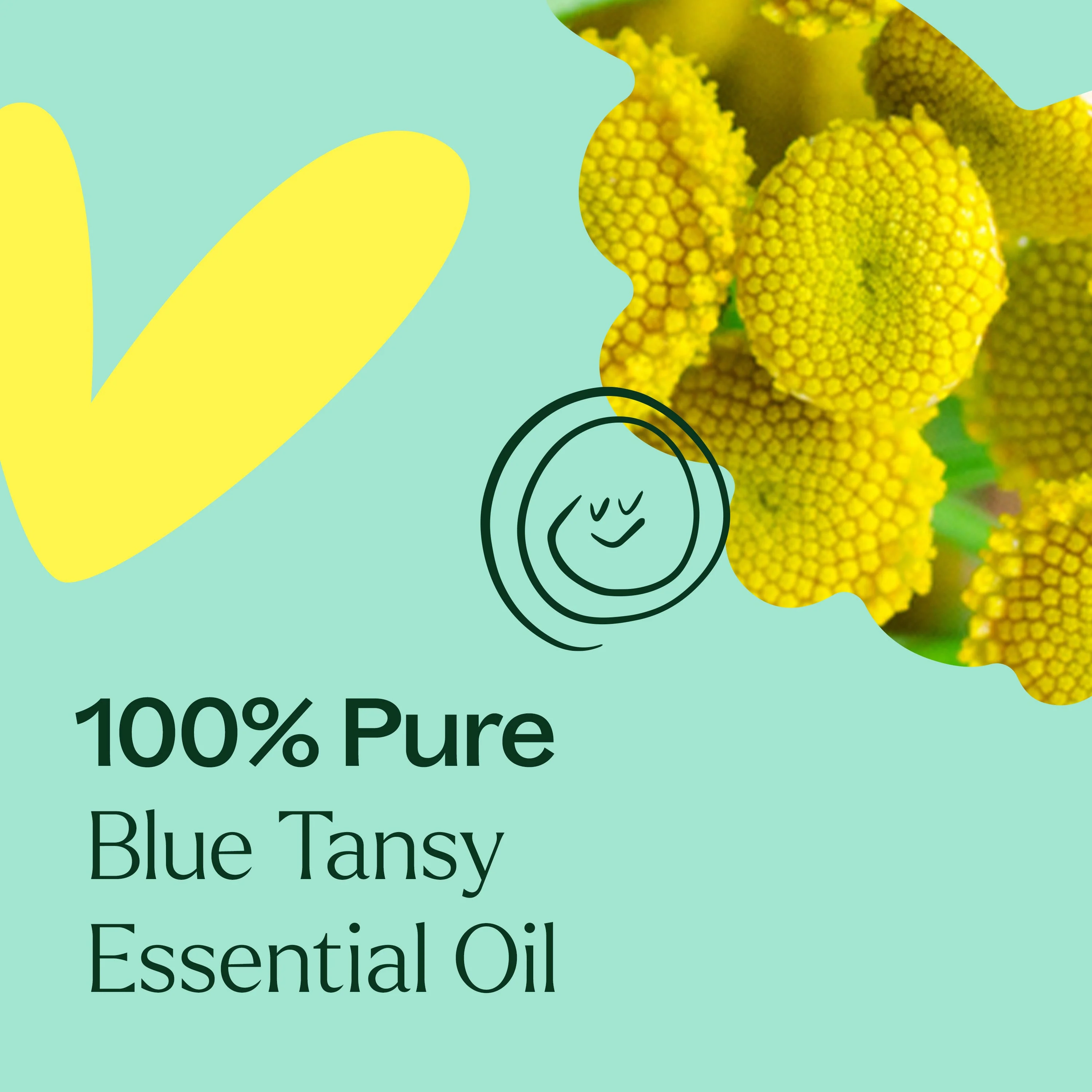 Blue Tansy Essential Oil - Image 4