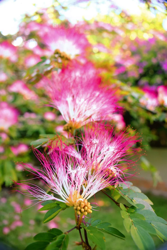 BOBINSANA | Lucid Dreaming Herb + Heart Opener - Image 2