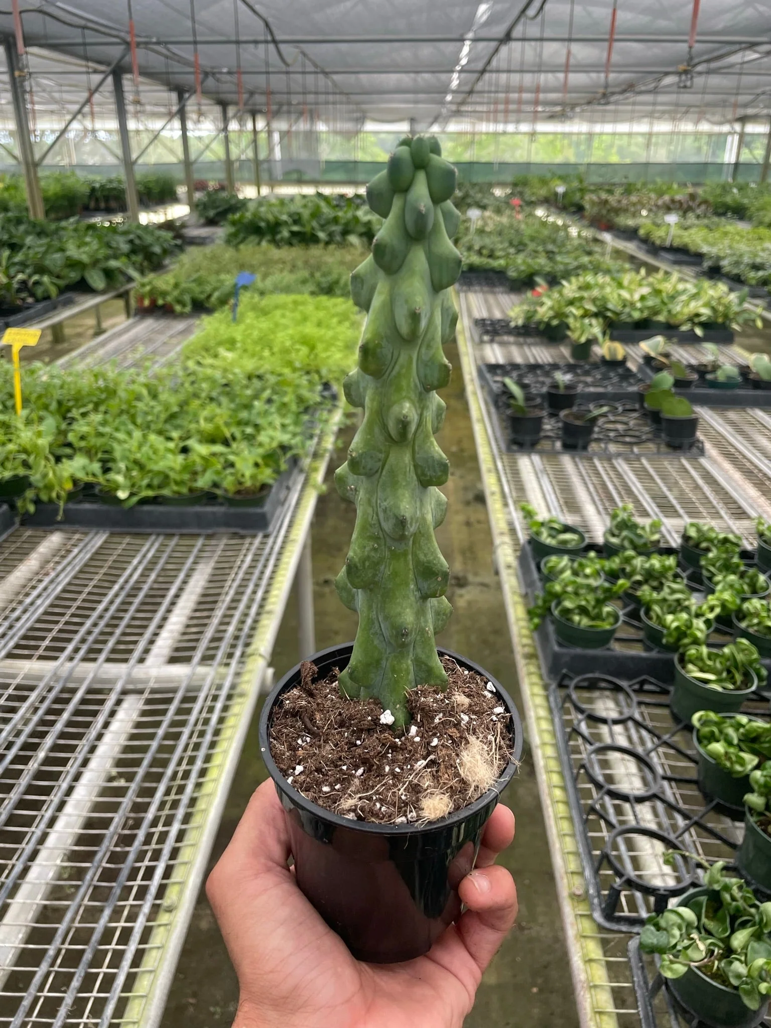 Boobie Cactus - Image 2
