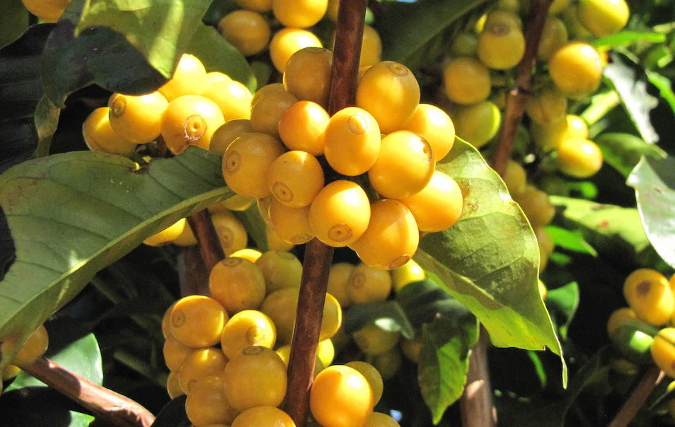 Brazil Decaf - Image 12