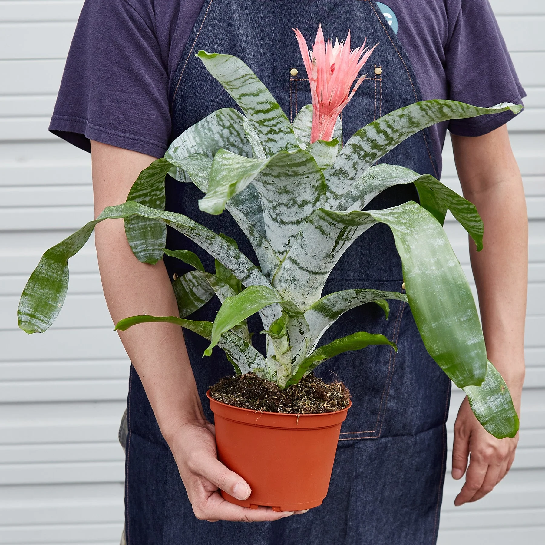 Bromeliad 'Silver Vase' - Image 3