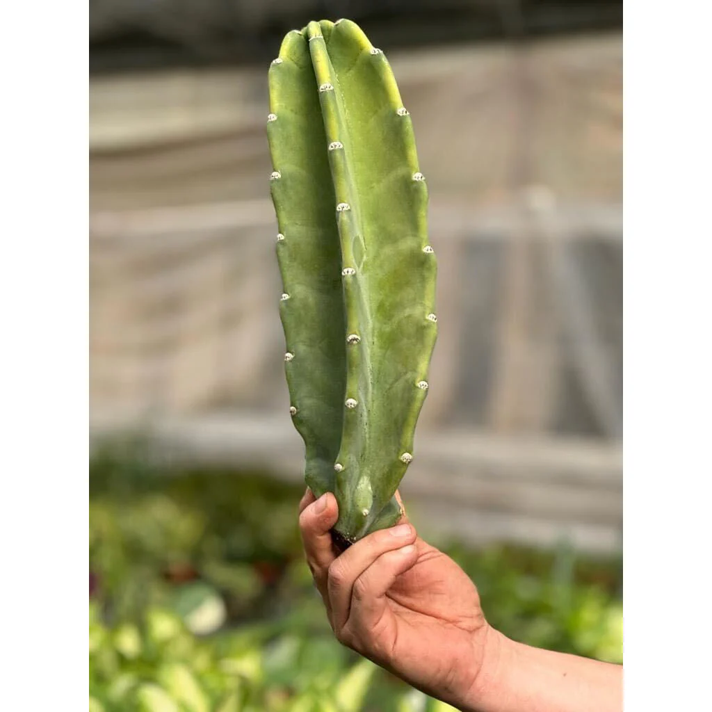 Cactus Cereus Peruvianus - 1.5 FT - Image 2