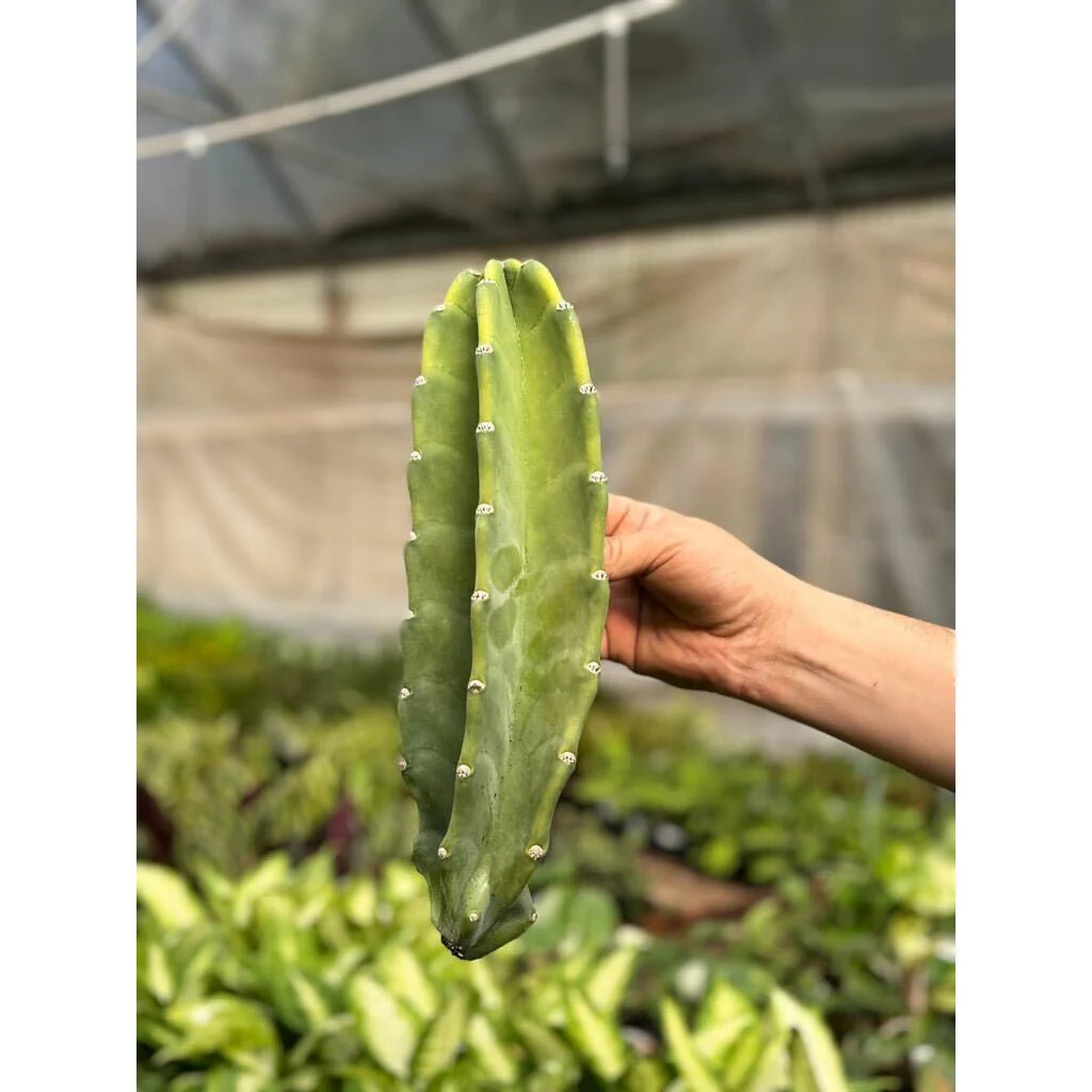 Cactus Cereus Peruvianus - 1.5 FT - Image 3