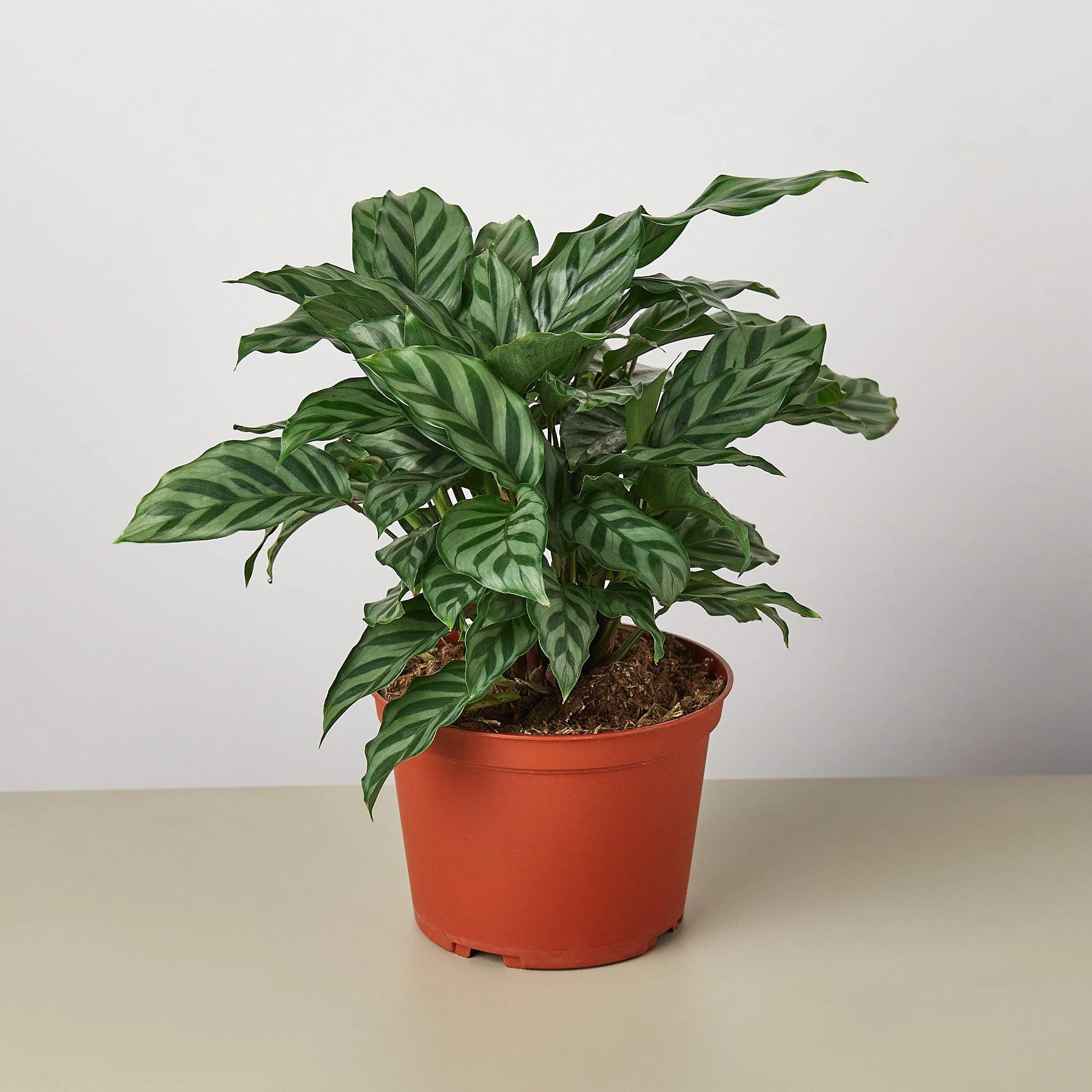 Calathea Concinna 'Freddie' - Image 3