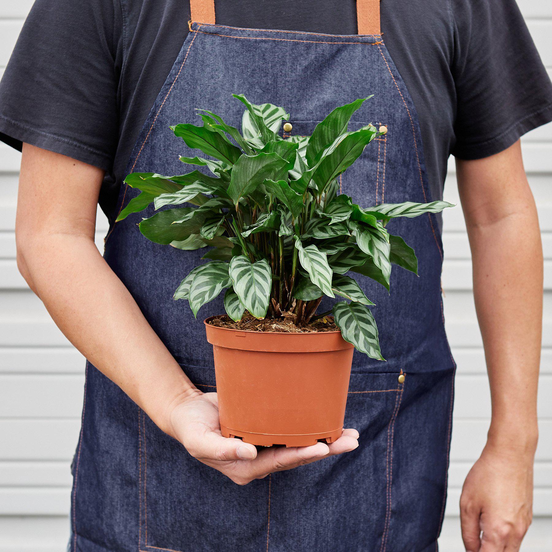 Calathea Concinna 'Freddie' - Image 4