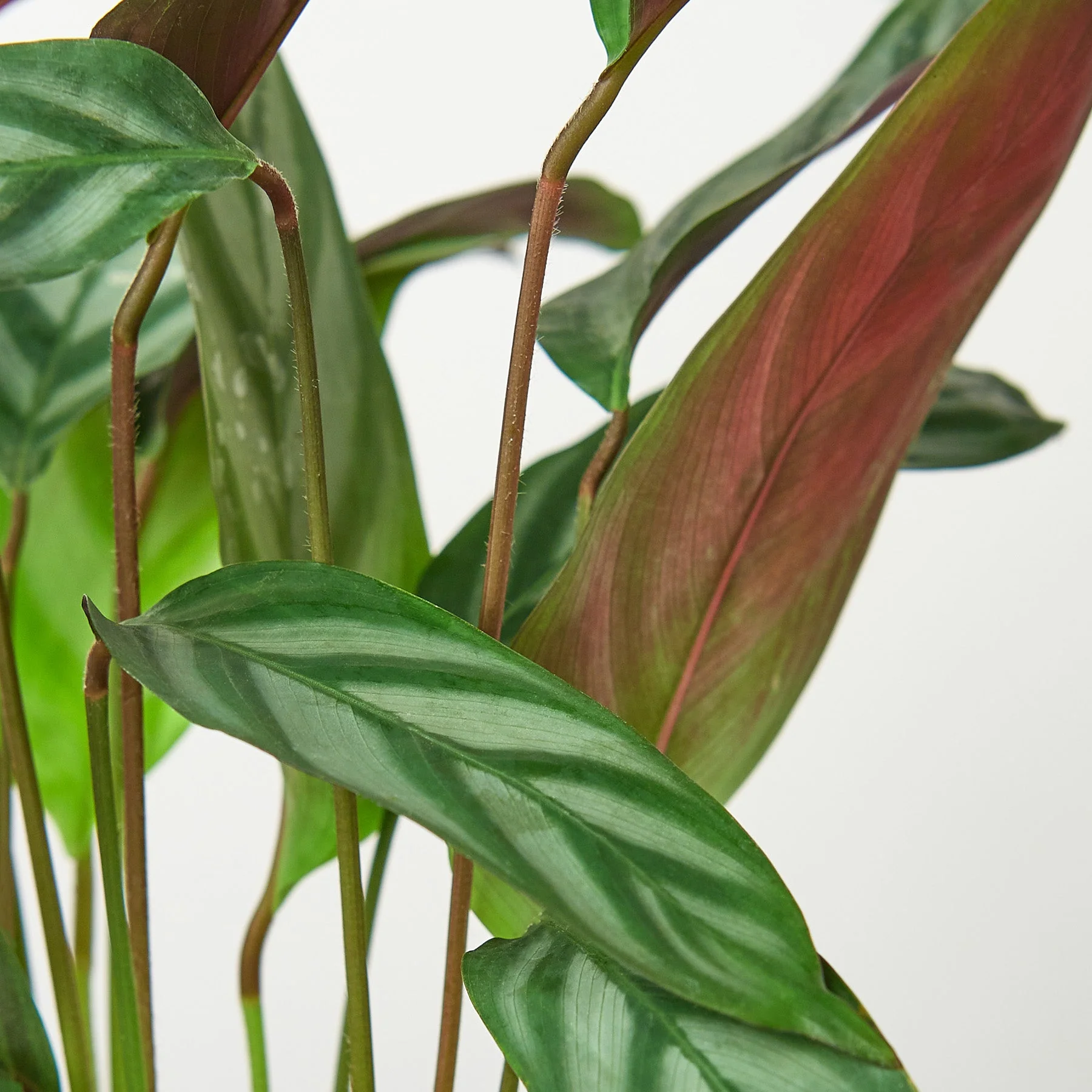 Calathea 'Grey Star' - Image 2