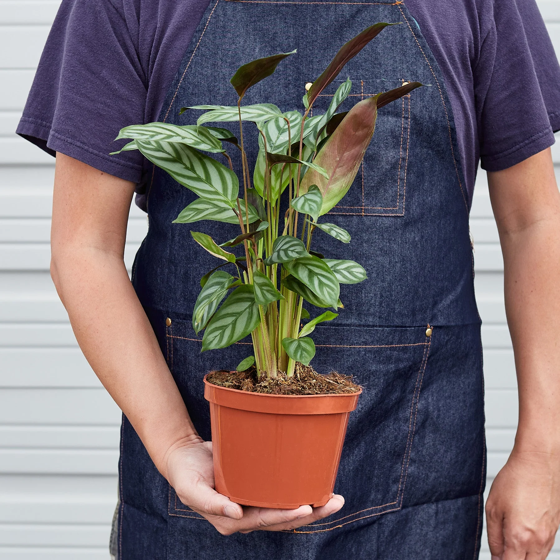 Calathea 'Grey Star' - Image 3