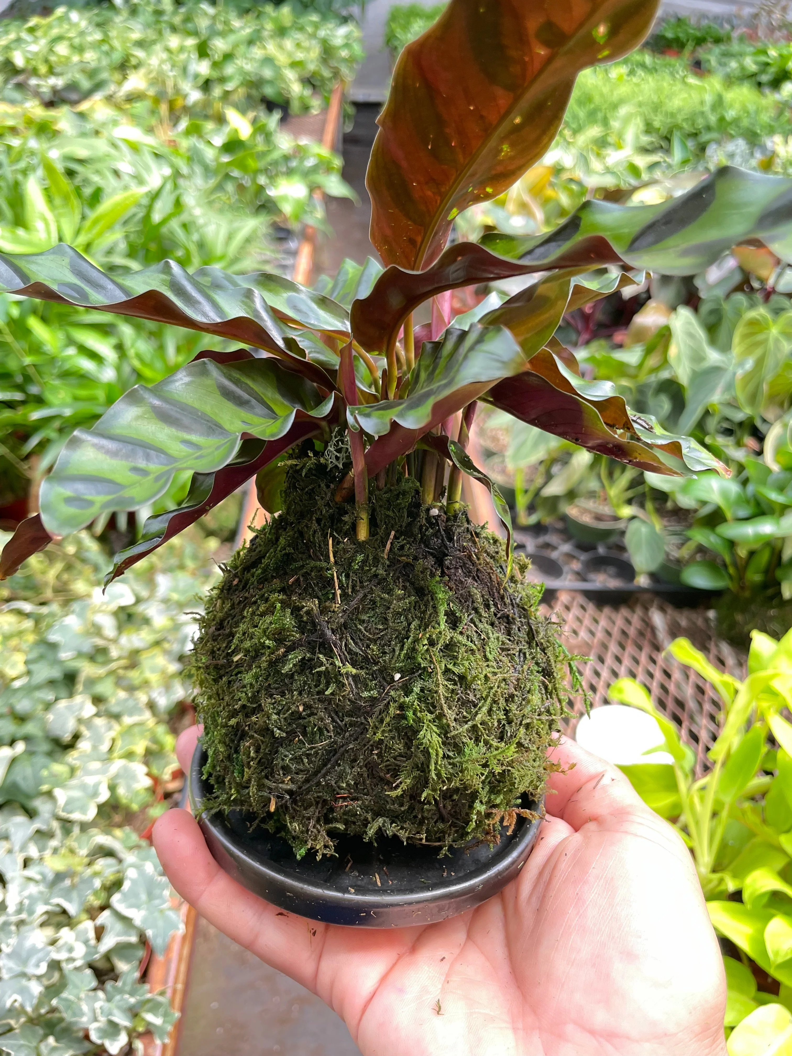 Calathea Rattlesnake Kokedama - Image 2