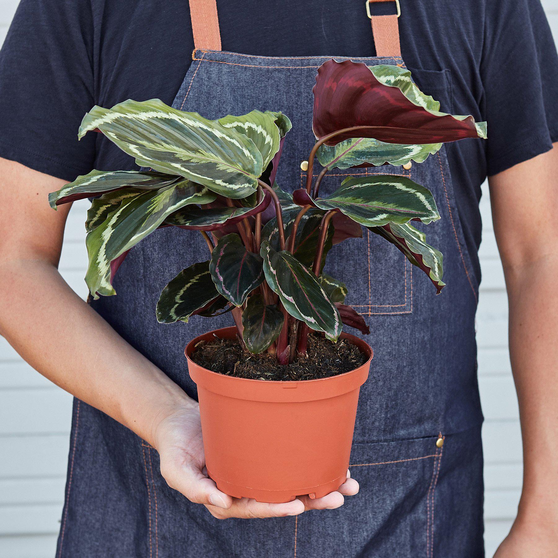 Calathea Roseopicta 'Medallion' - Image 6