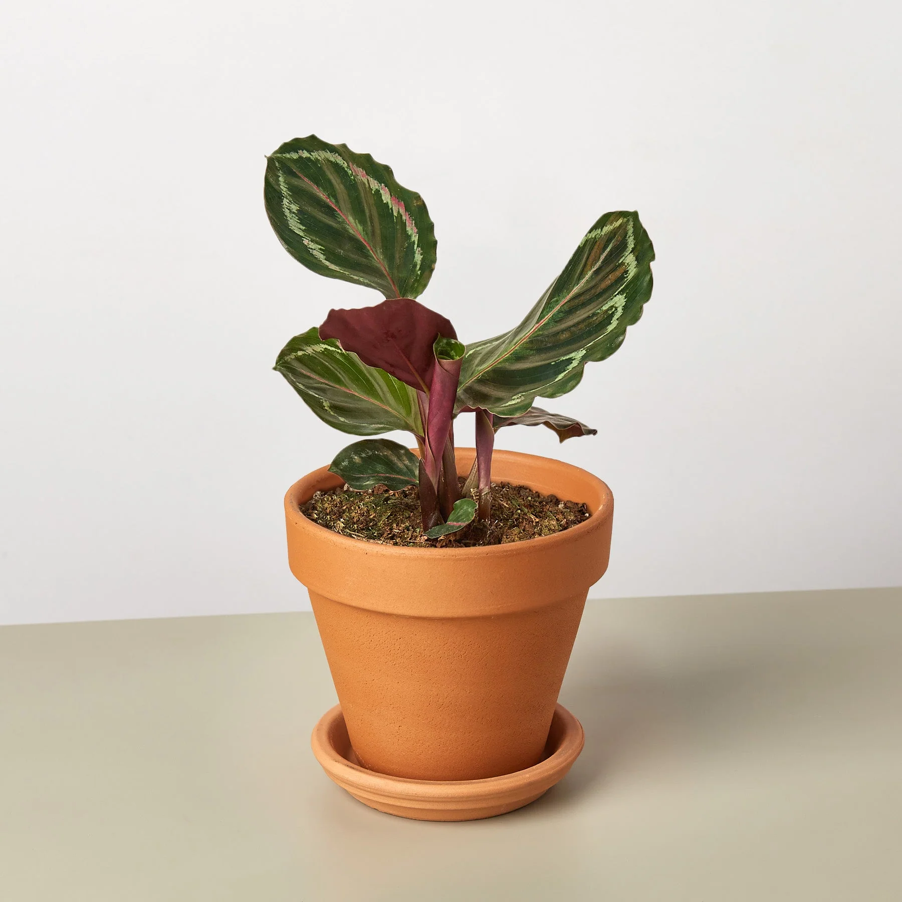 Calathea Roseopicta 'Medallion' - Image 9