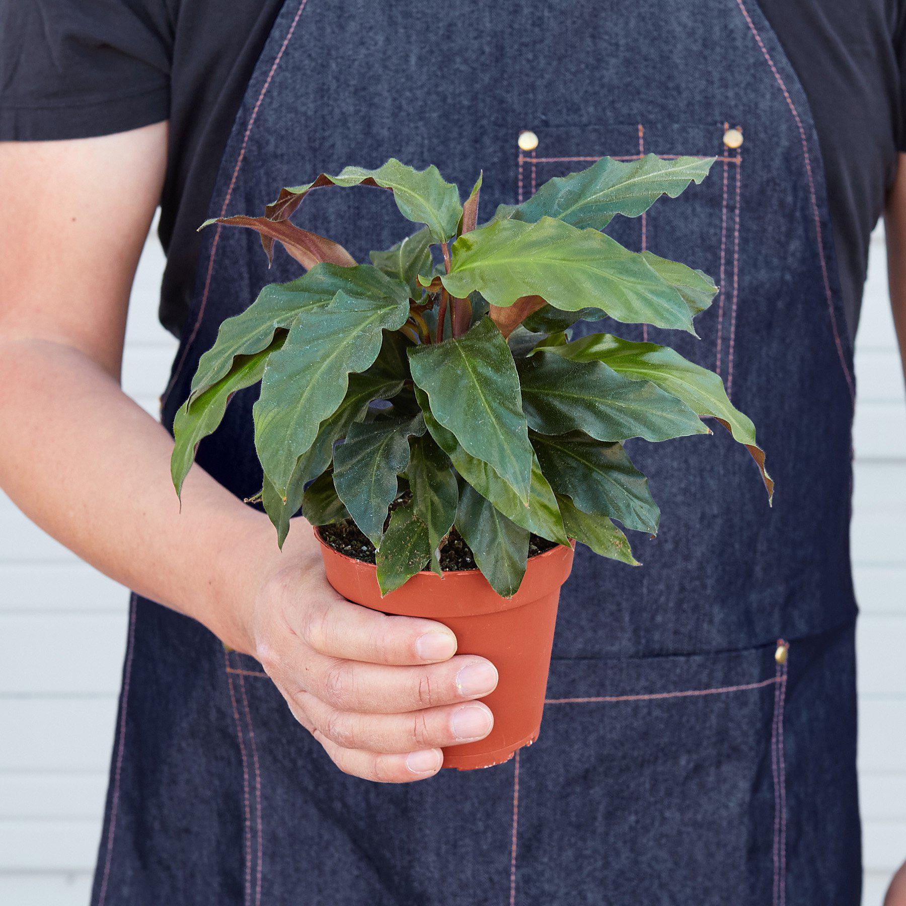 Calathea Rufibarba 'Furry Feather' - Image 3