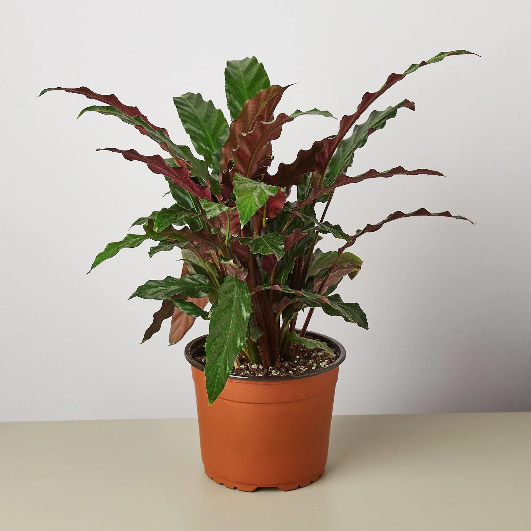 Calathea Rufibarba 'Furry Feather' - Image 4