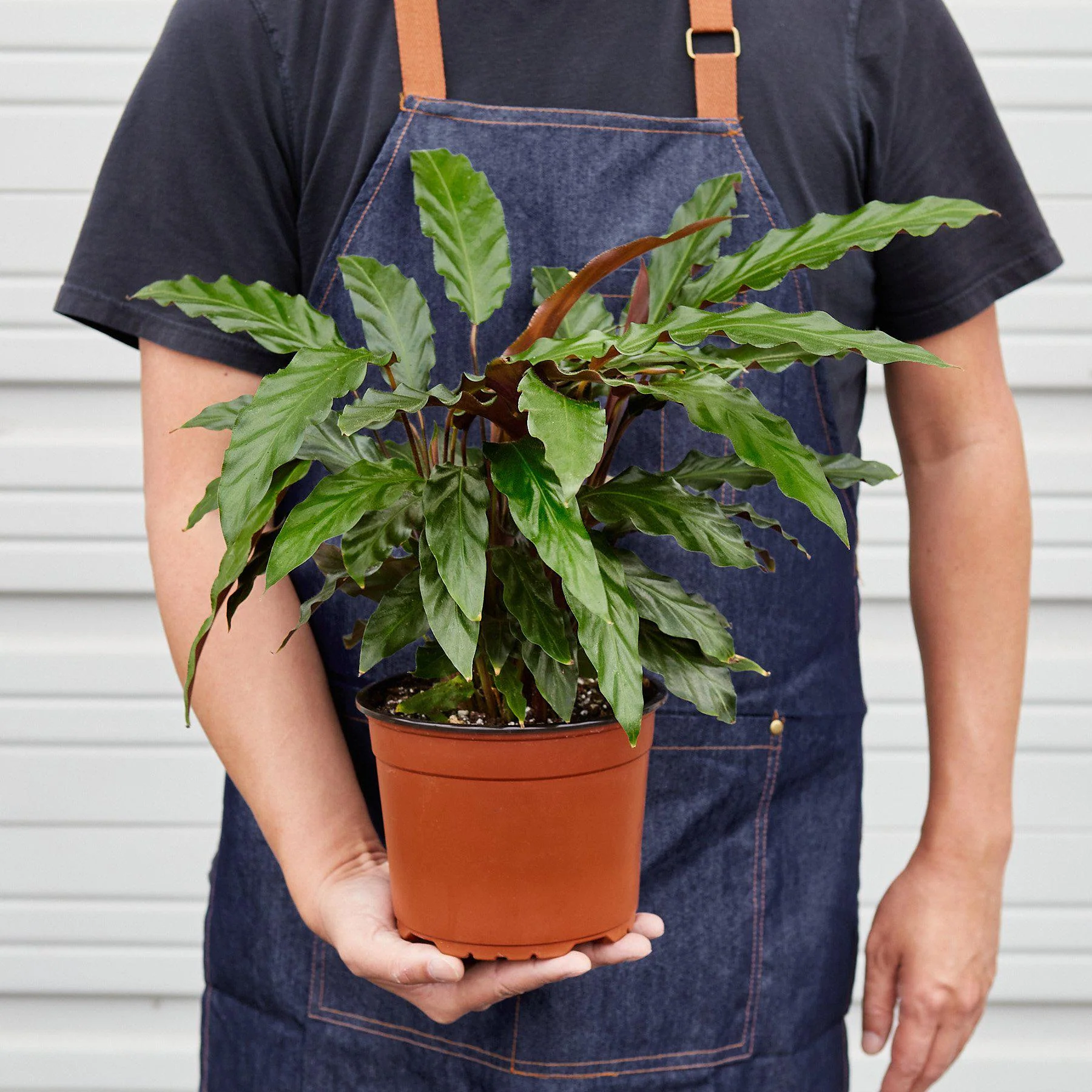 Calathea Rufibarba 'Furry Feather' - Image 5