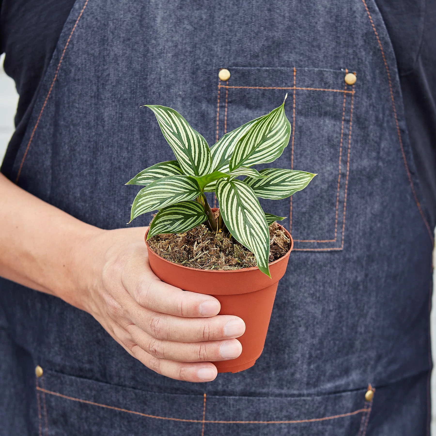 Calathea 'Vittata' - Image 3