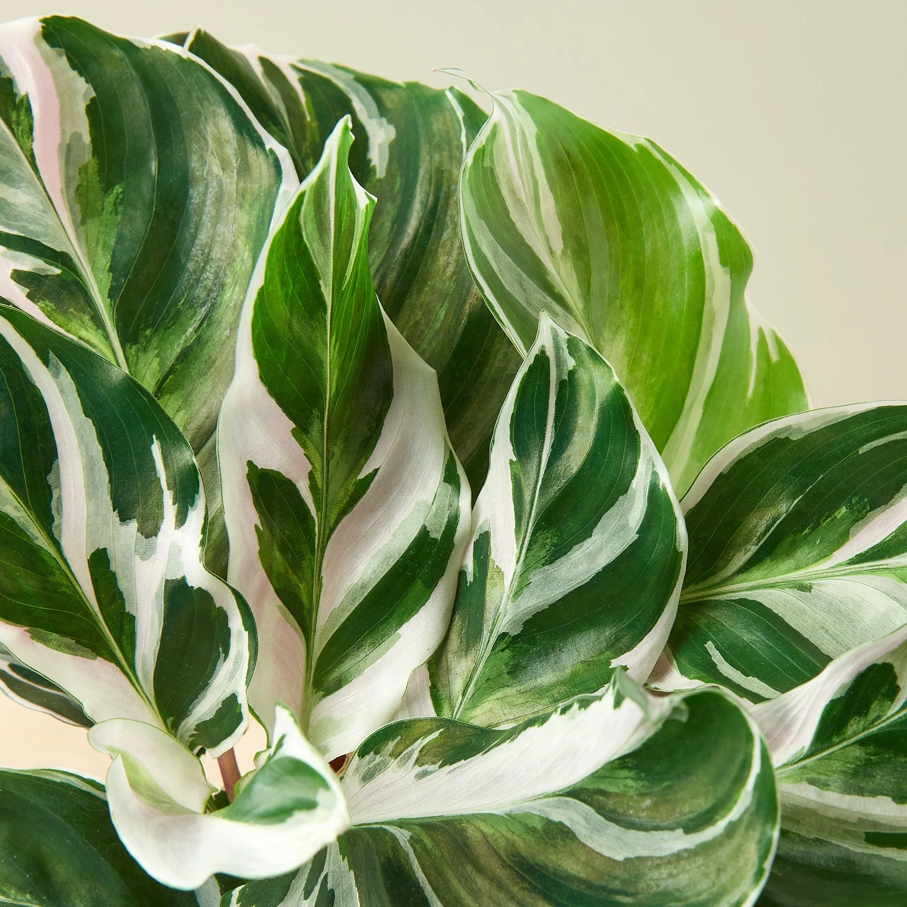 Calathea 'White Fusion' - Image 2