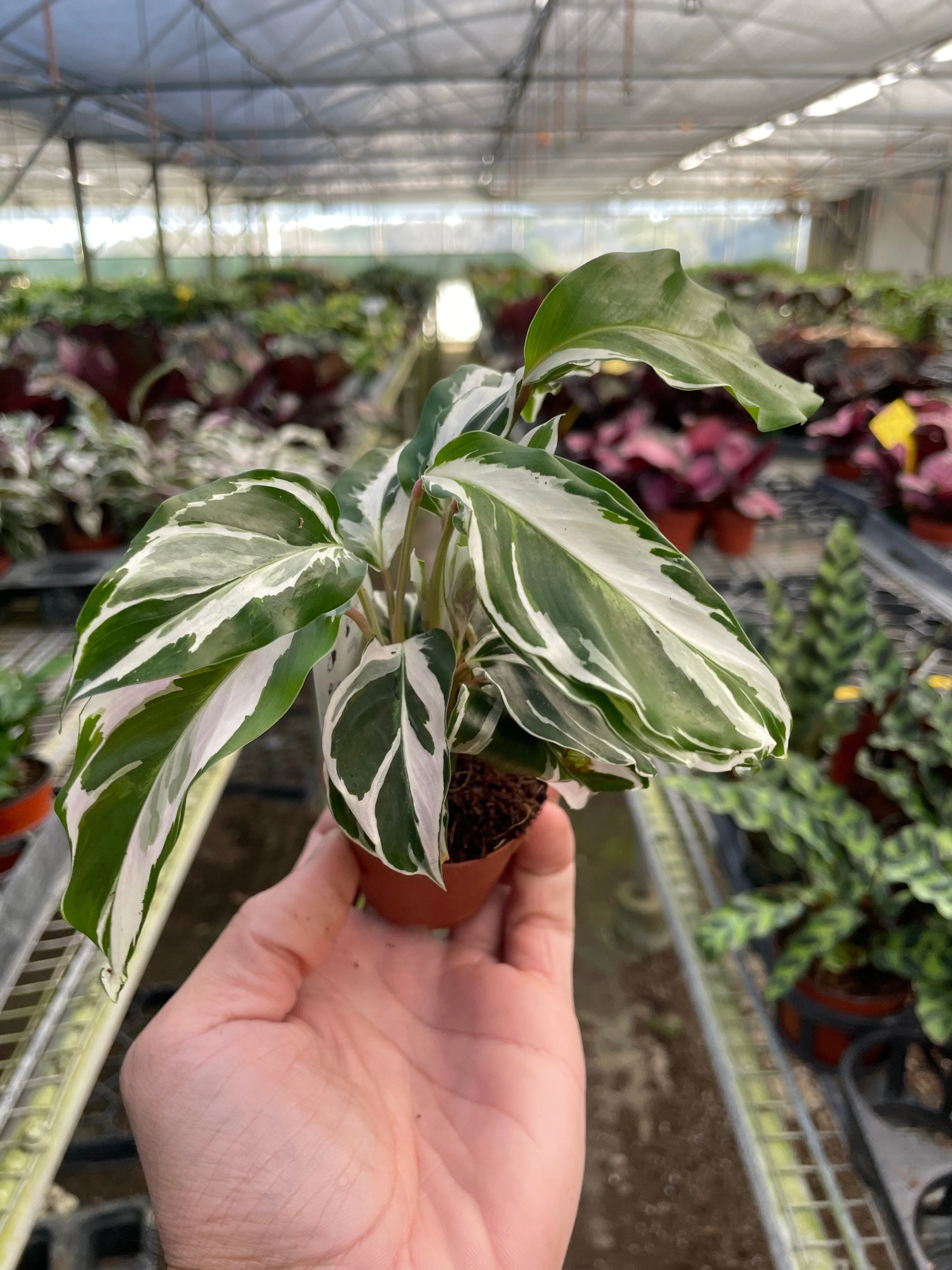 Calathea 'White Fusion' - Image 7