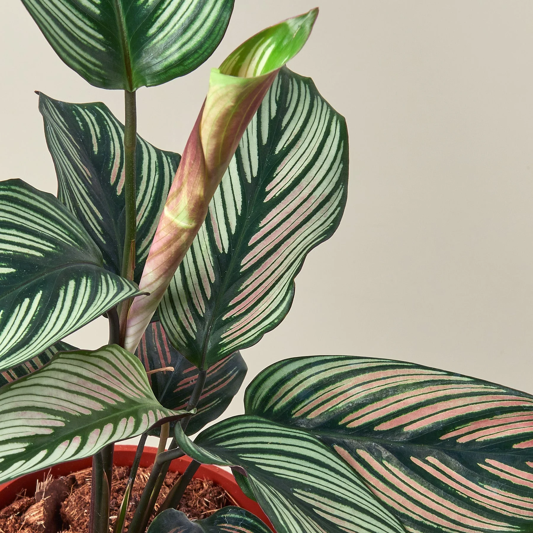 Calathea 'White Star' - 4" Pot - Image 2