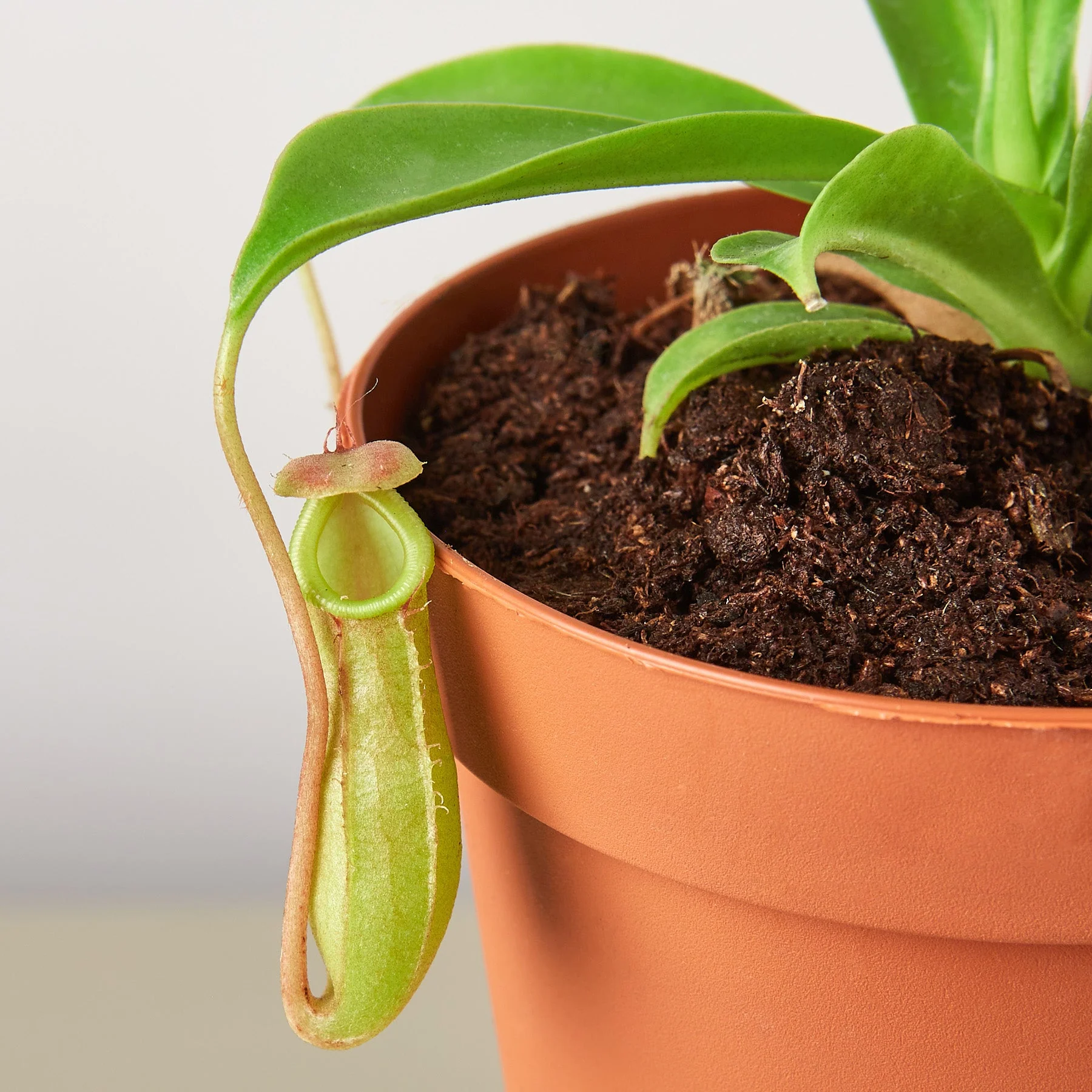 Carnivorous 'Monkey Cup' Plant - Image 2