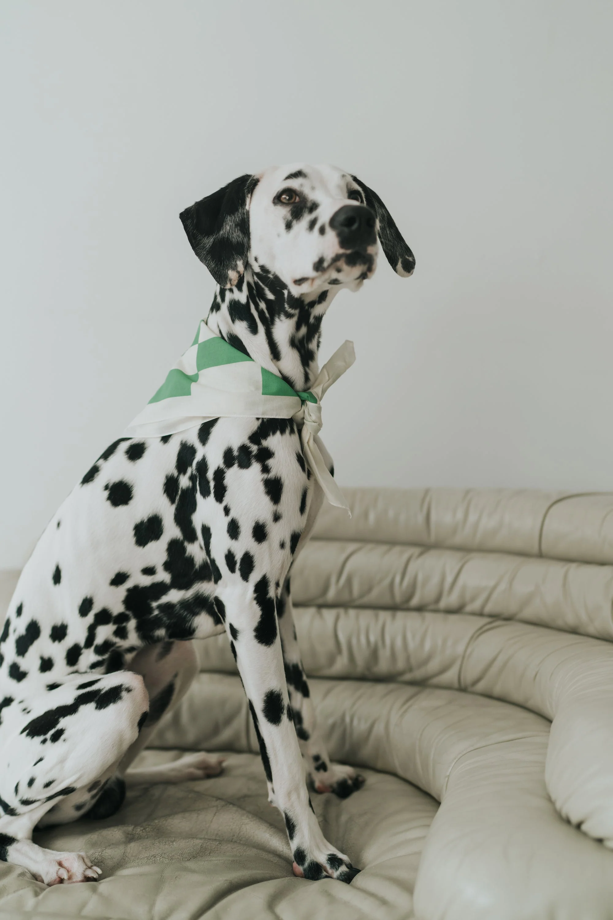 Checkered Dog Bandana - Image 2