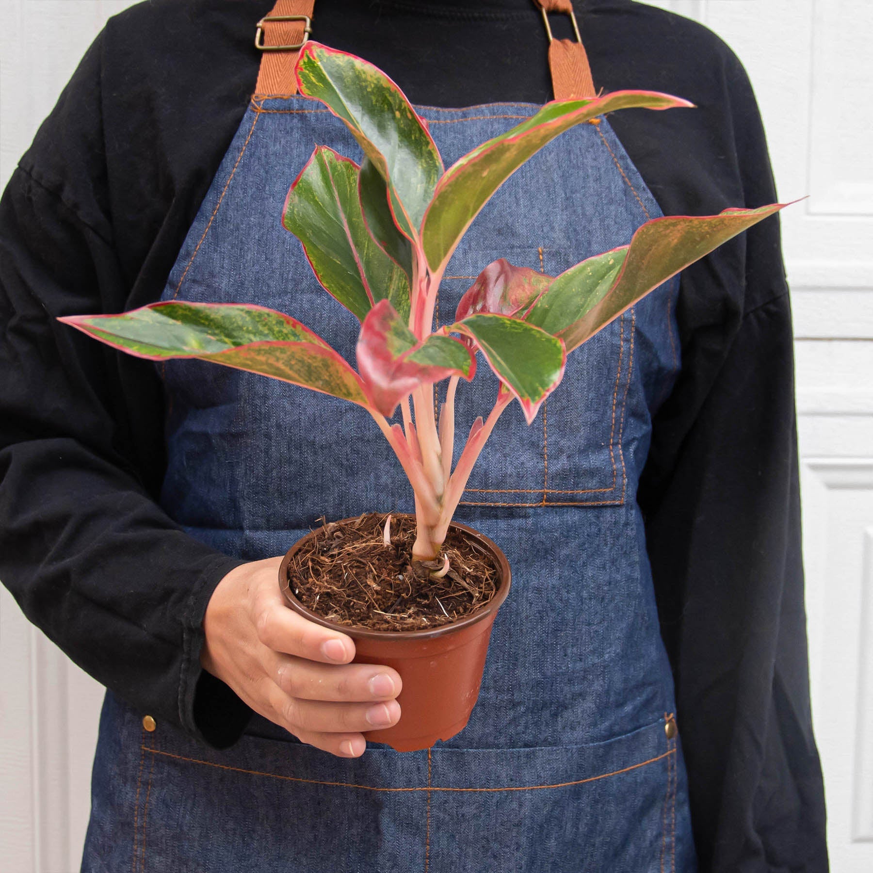 Chinese Evergreen 'Red Siam' - Image 3