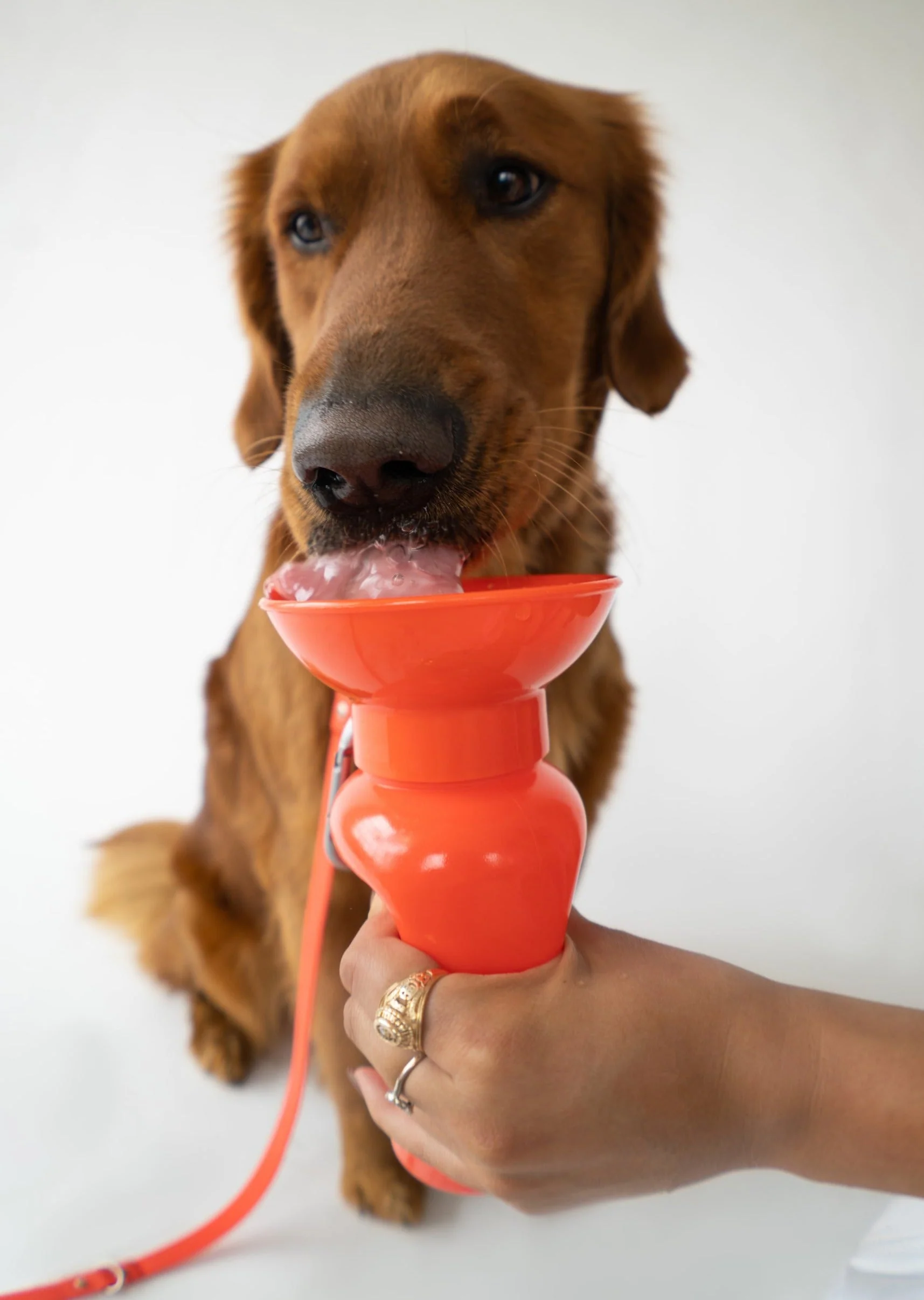 Classic Dog Travel Bottle - Image 14