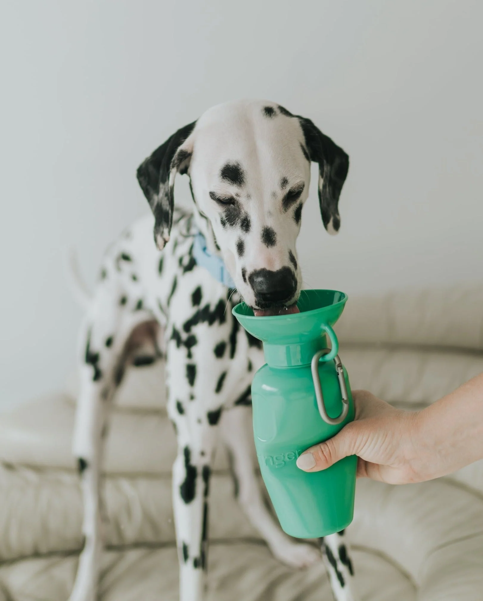Classic Dog Travel Bottle - Image 18