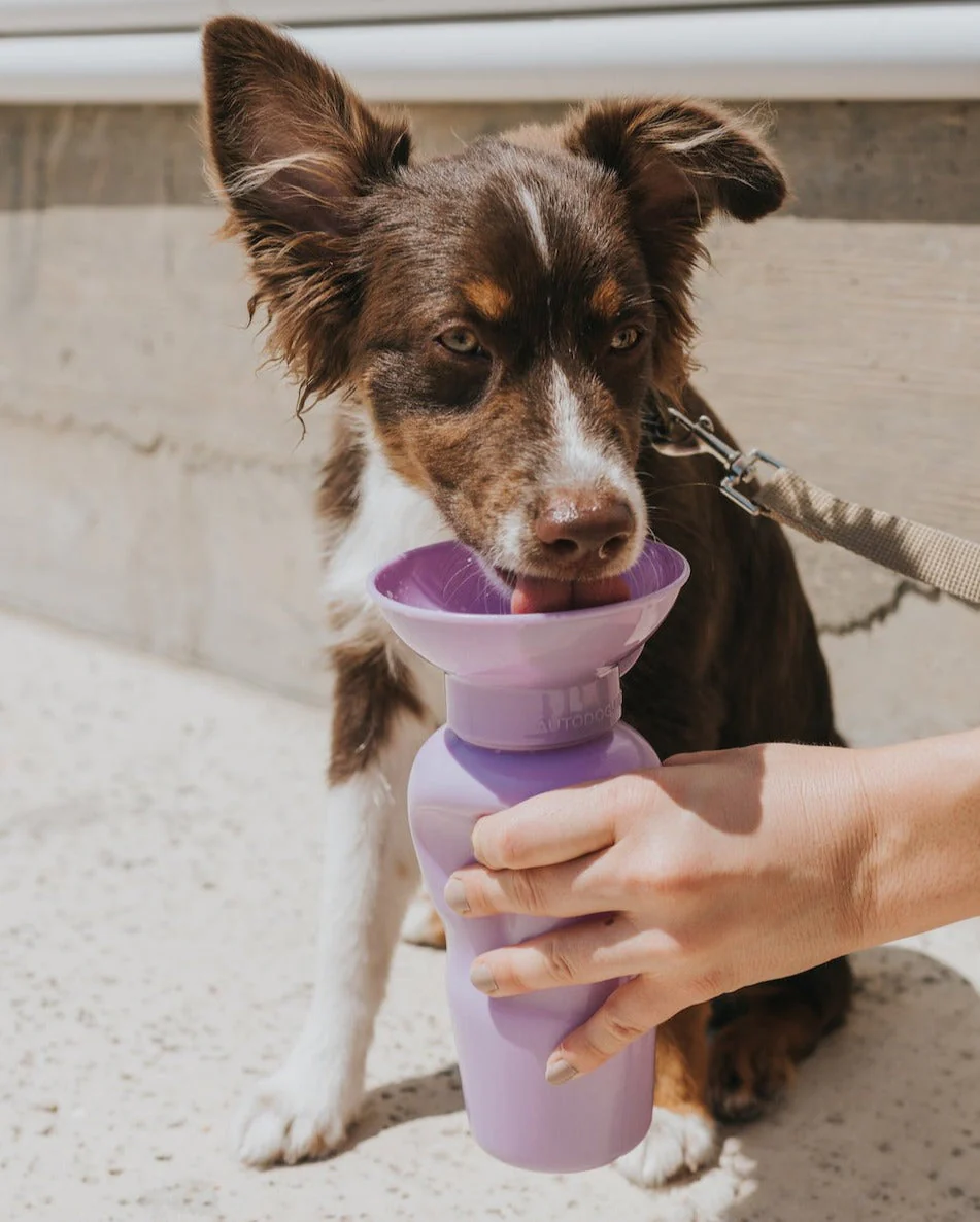 Classic Dog Travel Bottle - Image 4