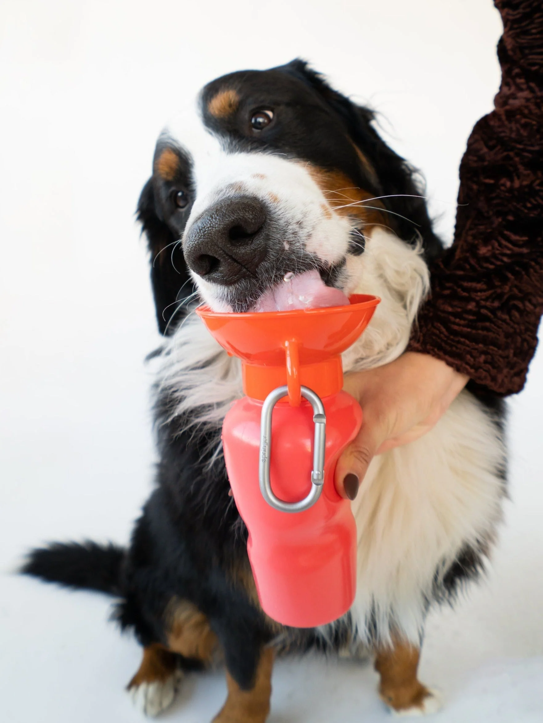 Classic Dog Travel Bottle - Image 8