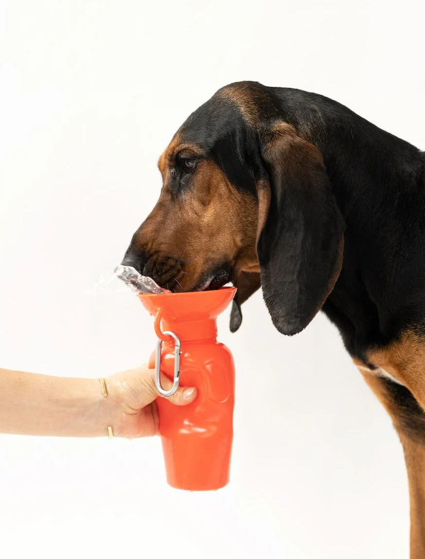 Classic Dog Travel Bottle - Image 9
