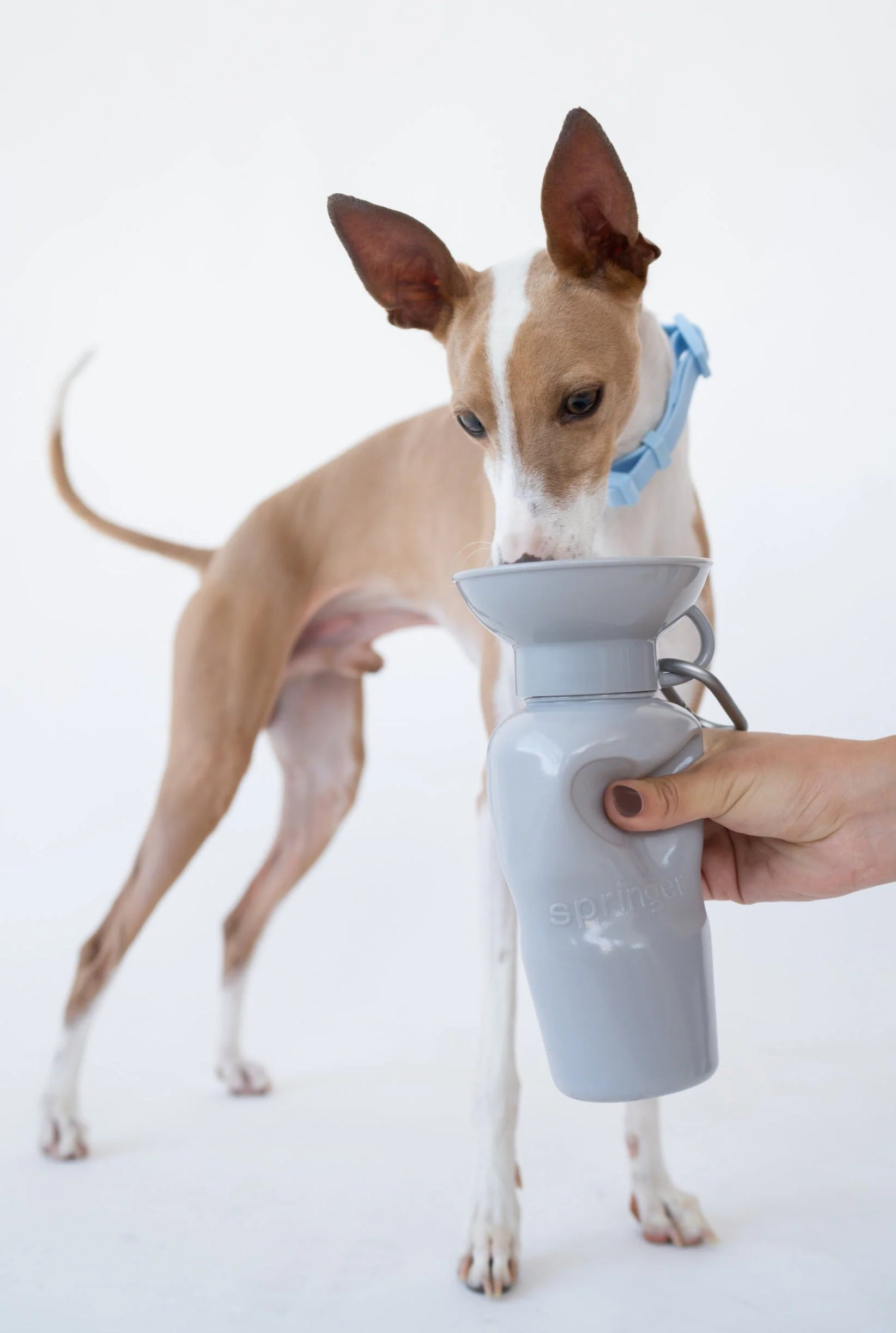 Classic Dog Travel Bottle - Image 25