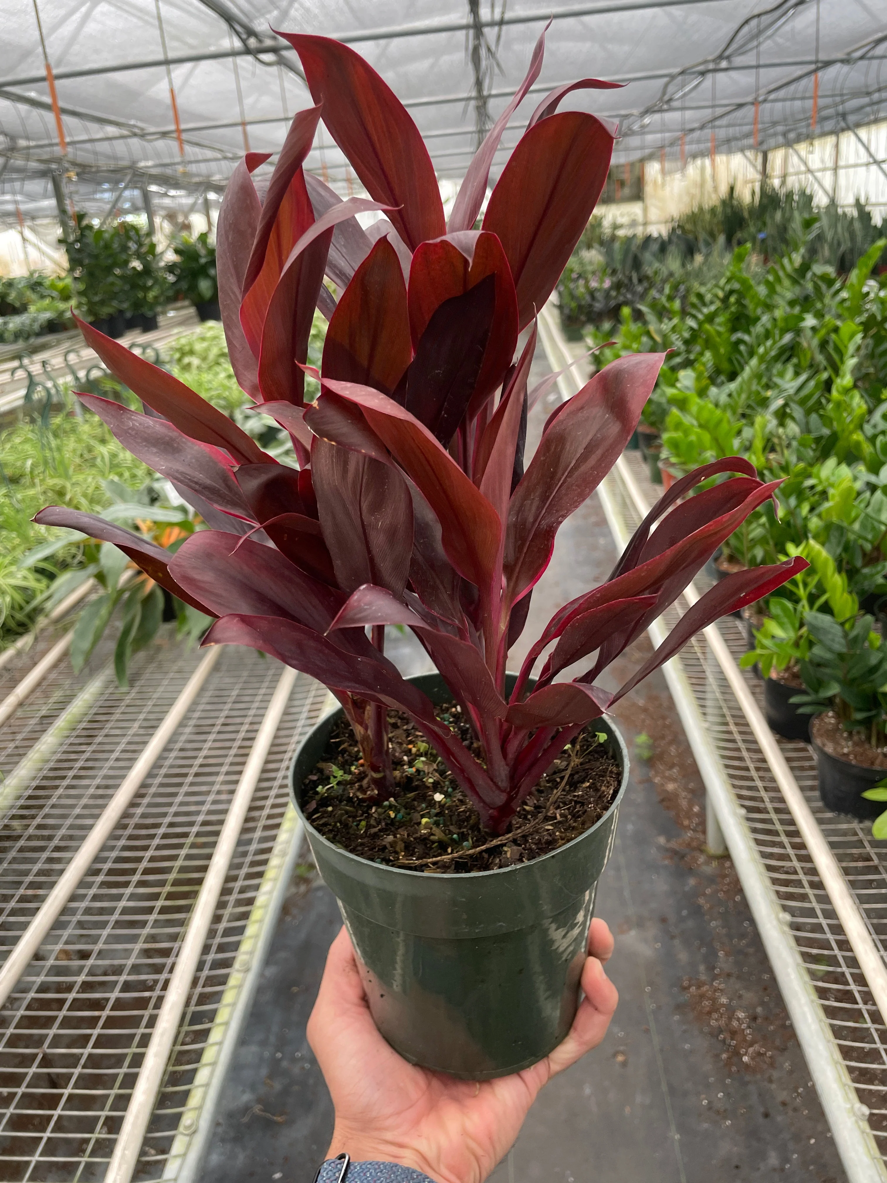 Cordyline 'Calypso Queen' - Image 3