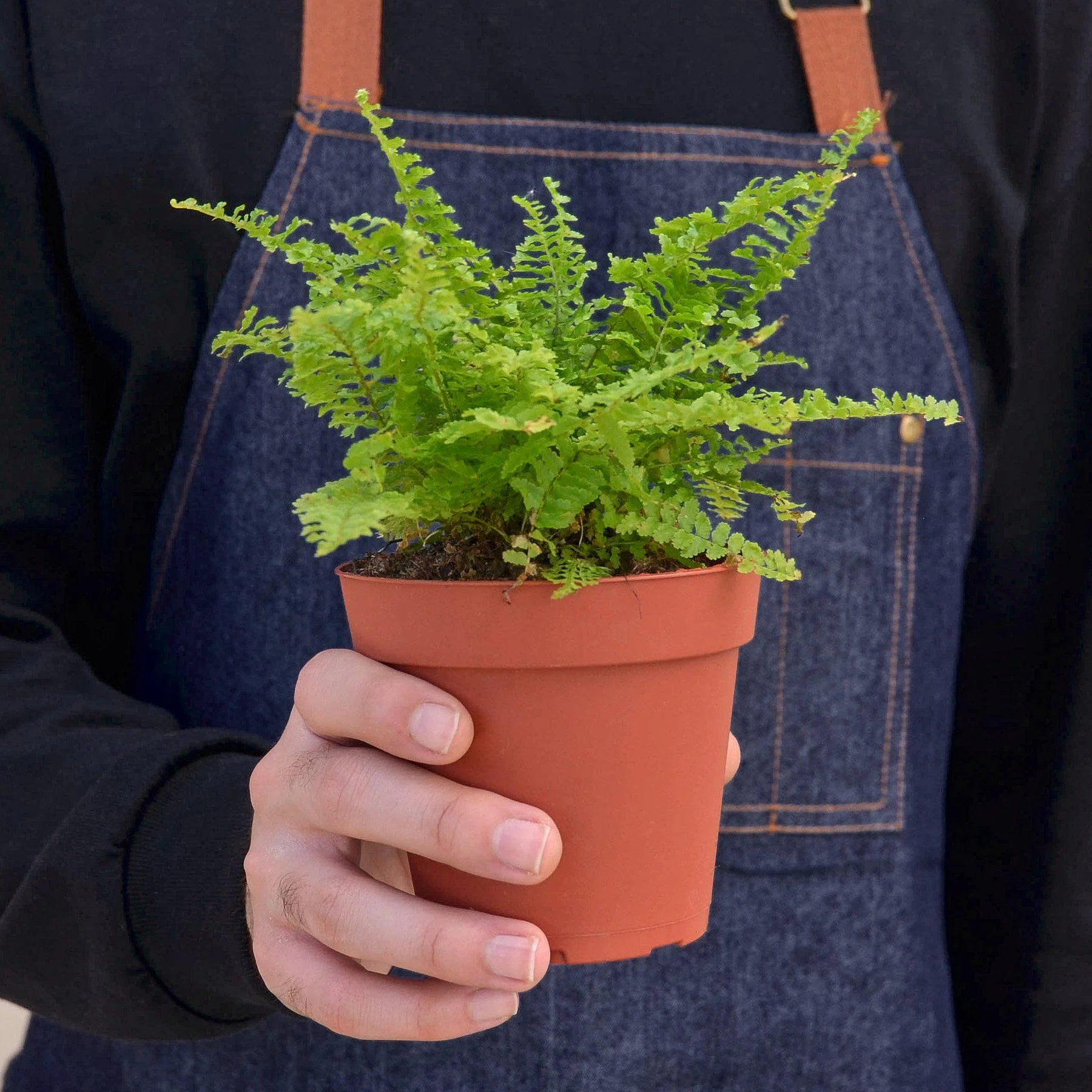 Cotton Candy Fern - Image 3