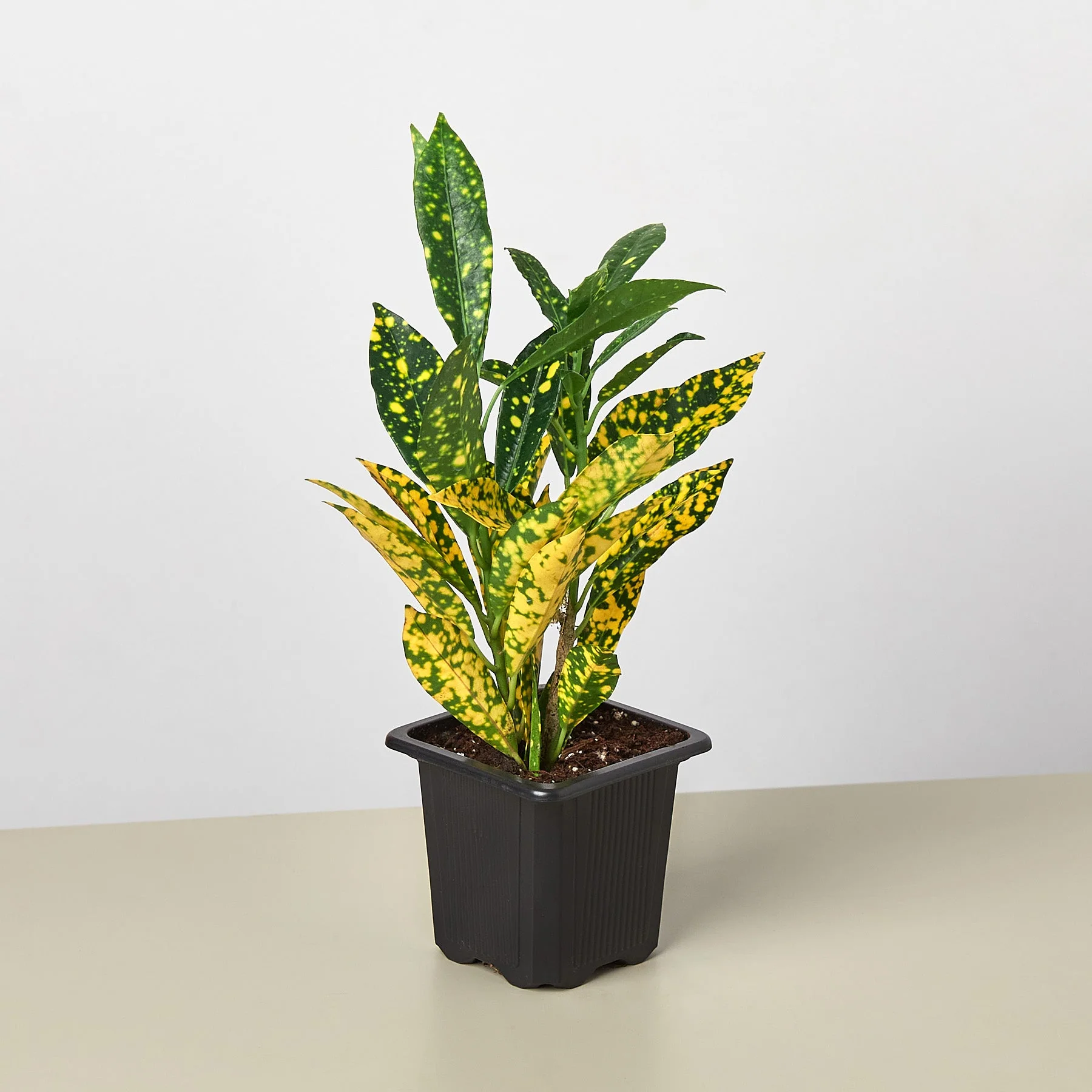 Croton 'Gold Dust' - Image 2