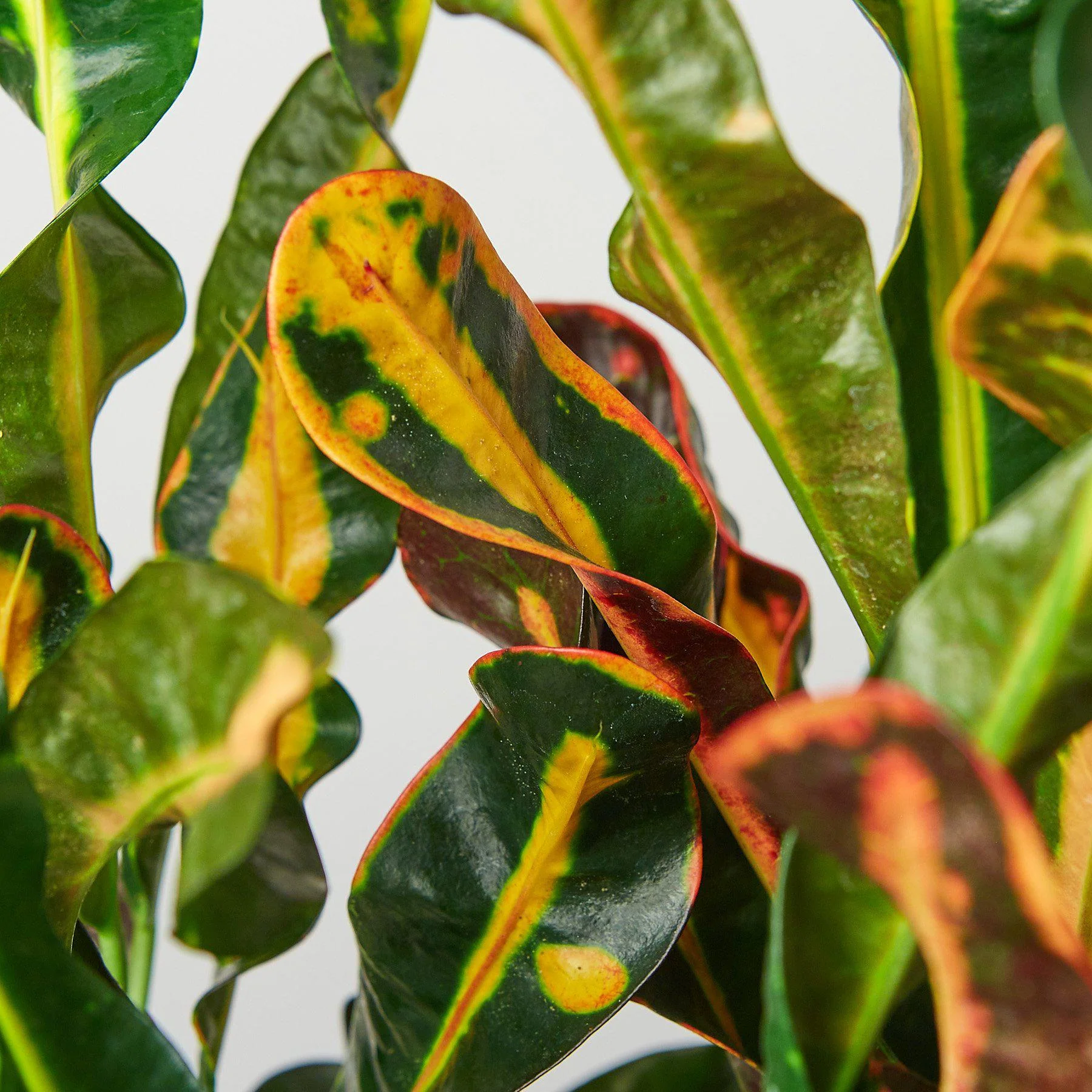Croton Mammy - Image 5