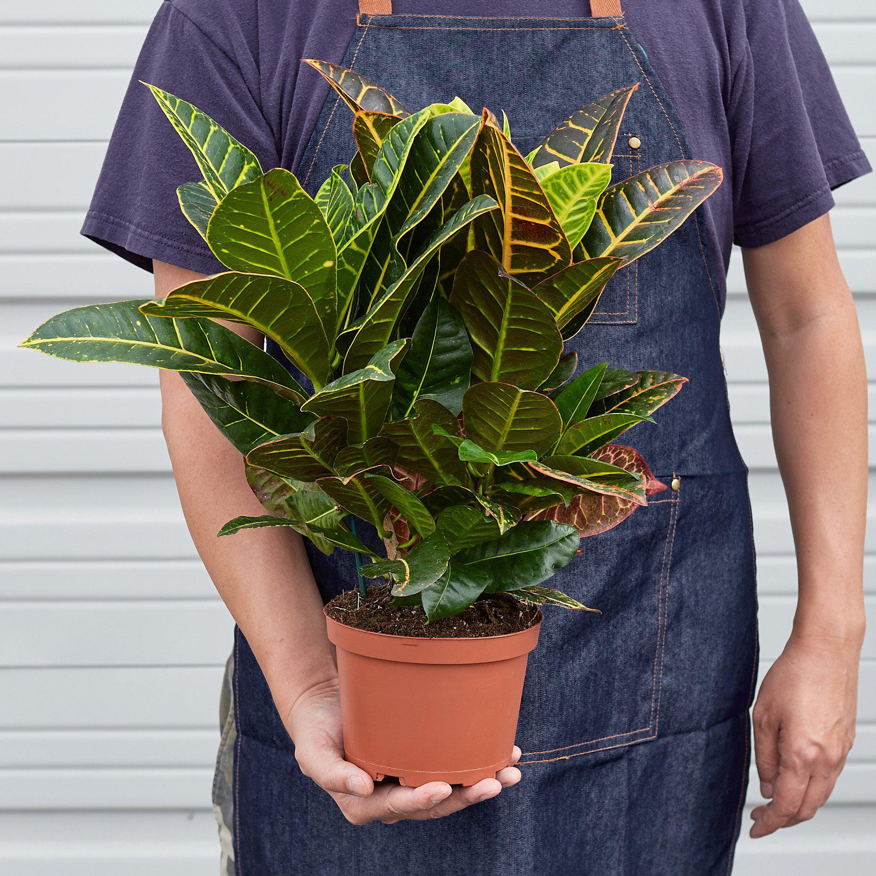 Croton Petra 'Joseph's Coat' - Image 4