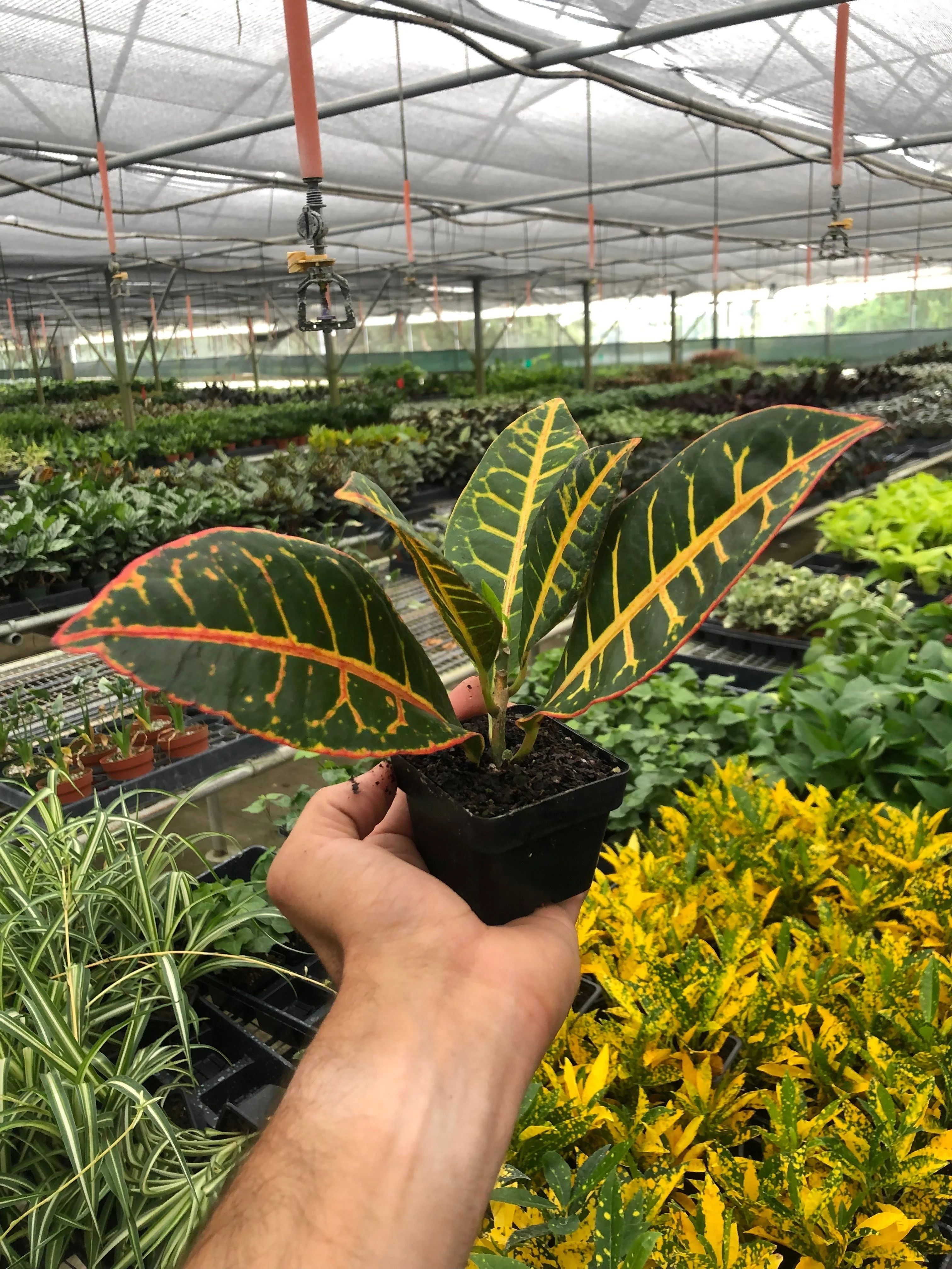 Croton Petra 'Joseph's Coat' - Image 5