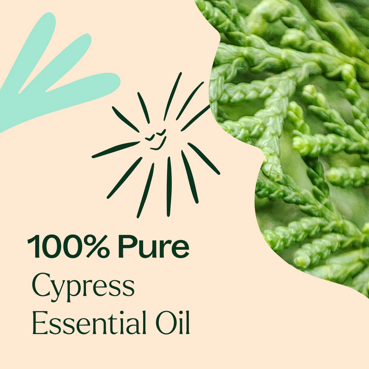 Cypress Essential Oil - Image 3
