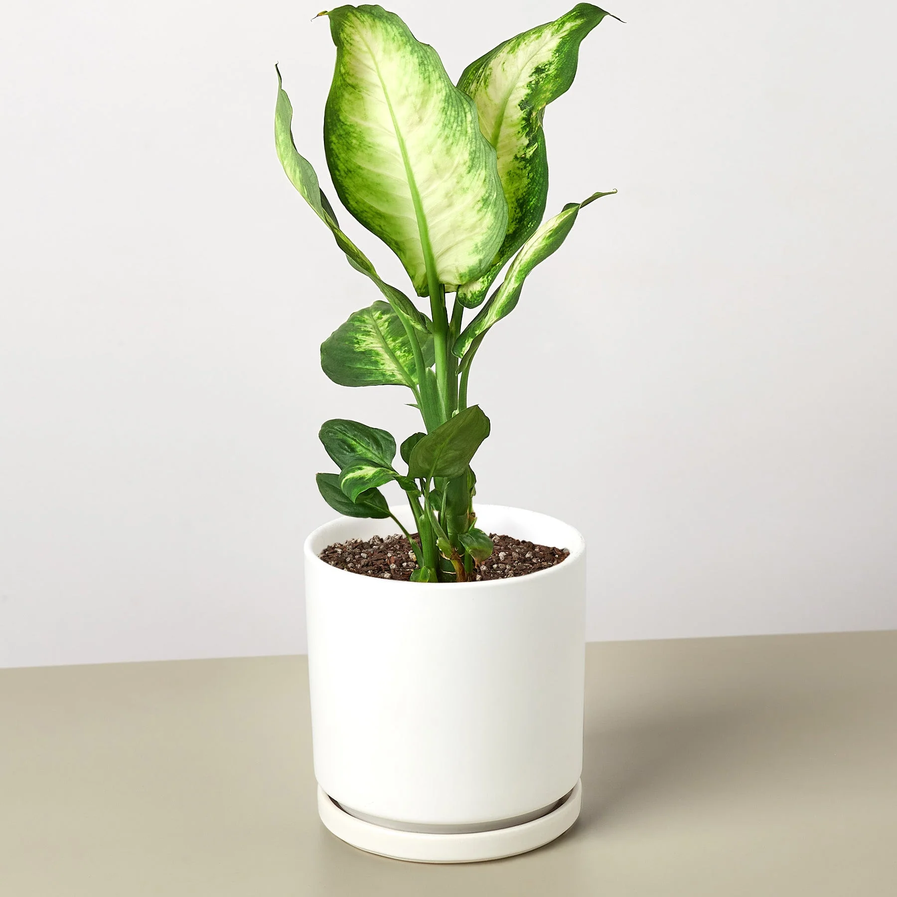 Dieffenbachia Camille - Image 12